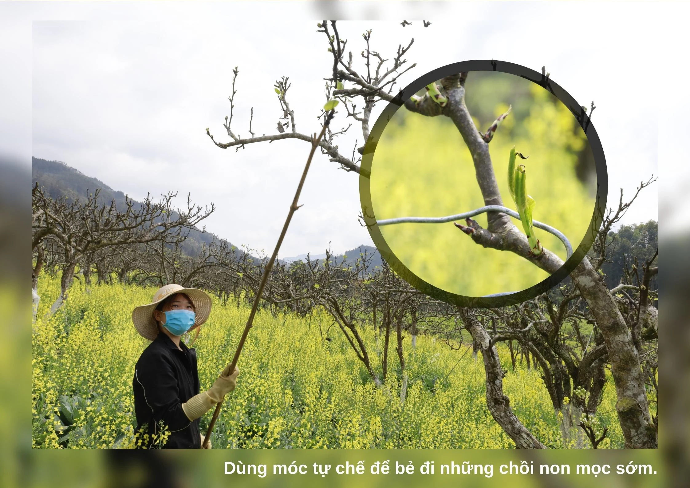 Nghề vặt lá lê ảnh 3