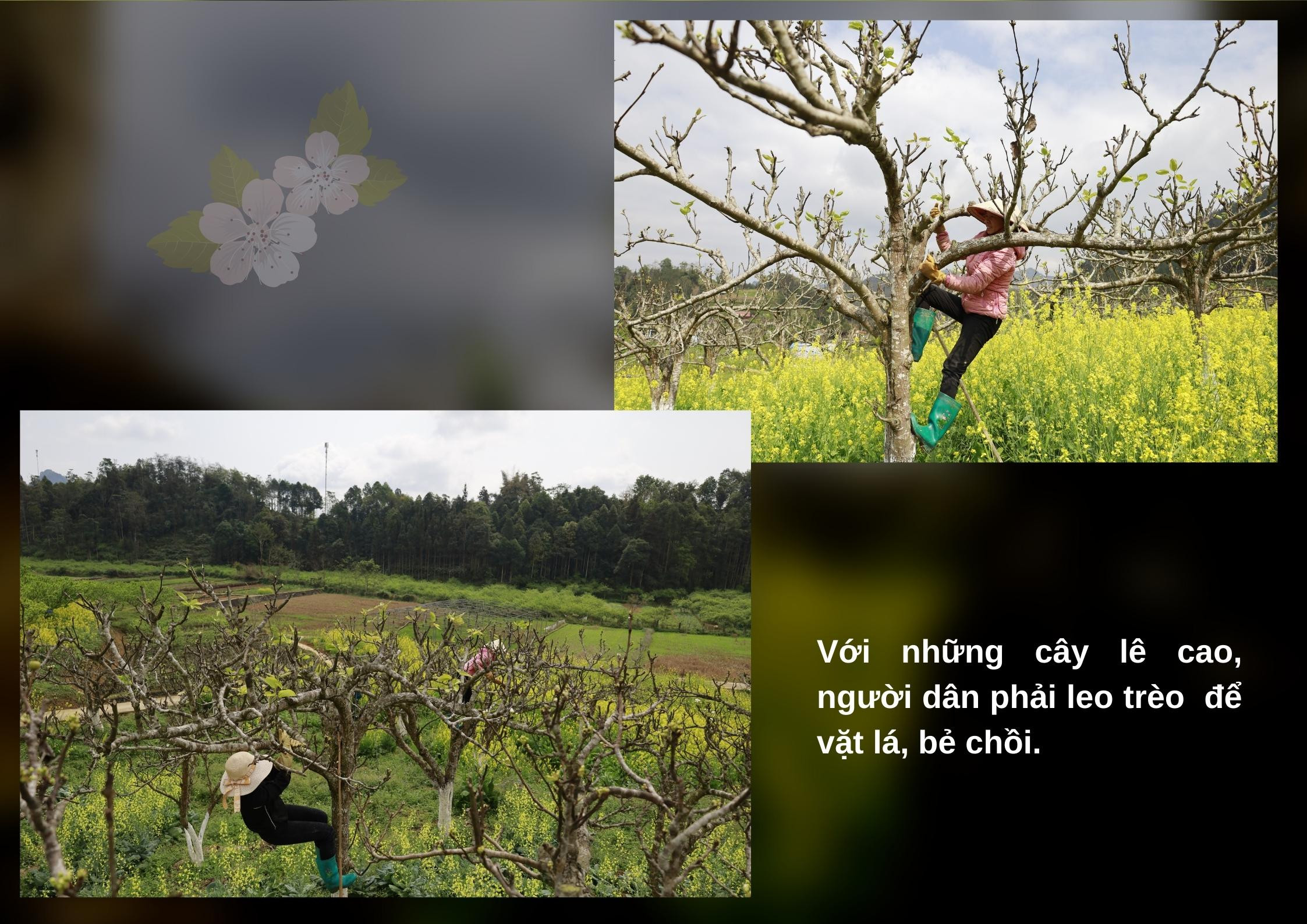 Nghề vặt lá lê ảnh 4 Nghề vặt lá lê ảnh 4