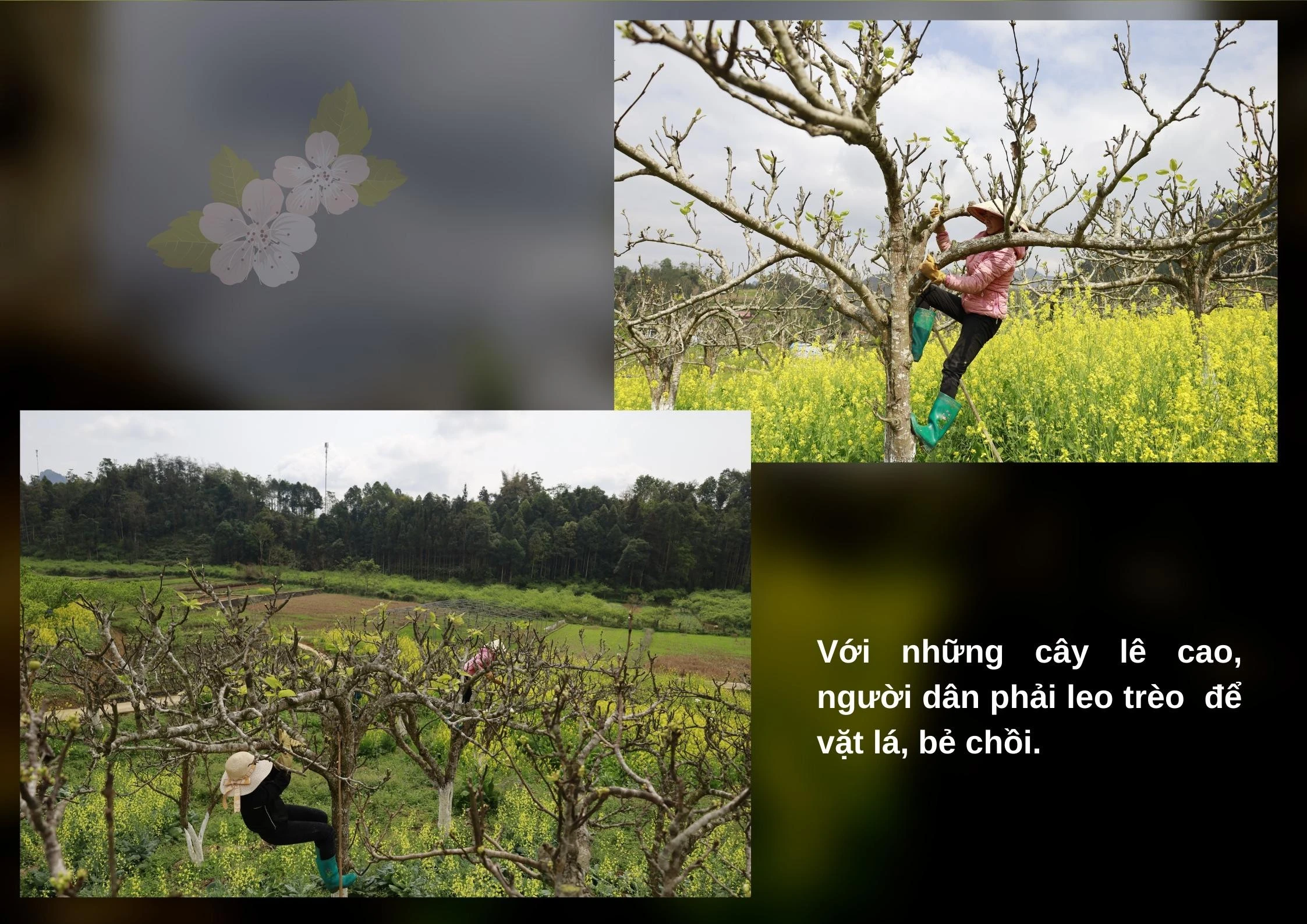 Nghề vặt lá lê ảnh 4