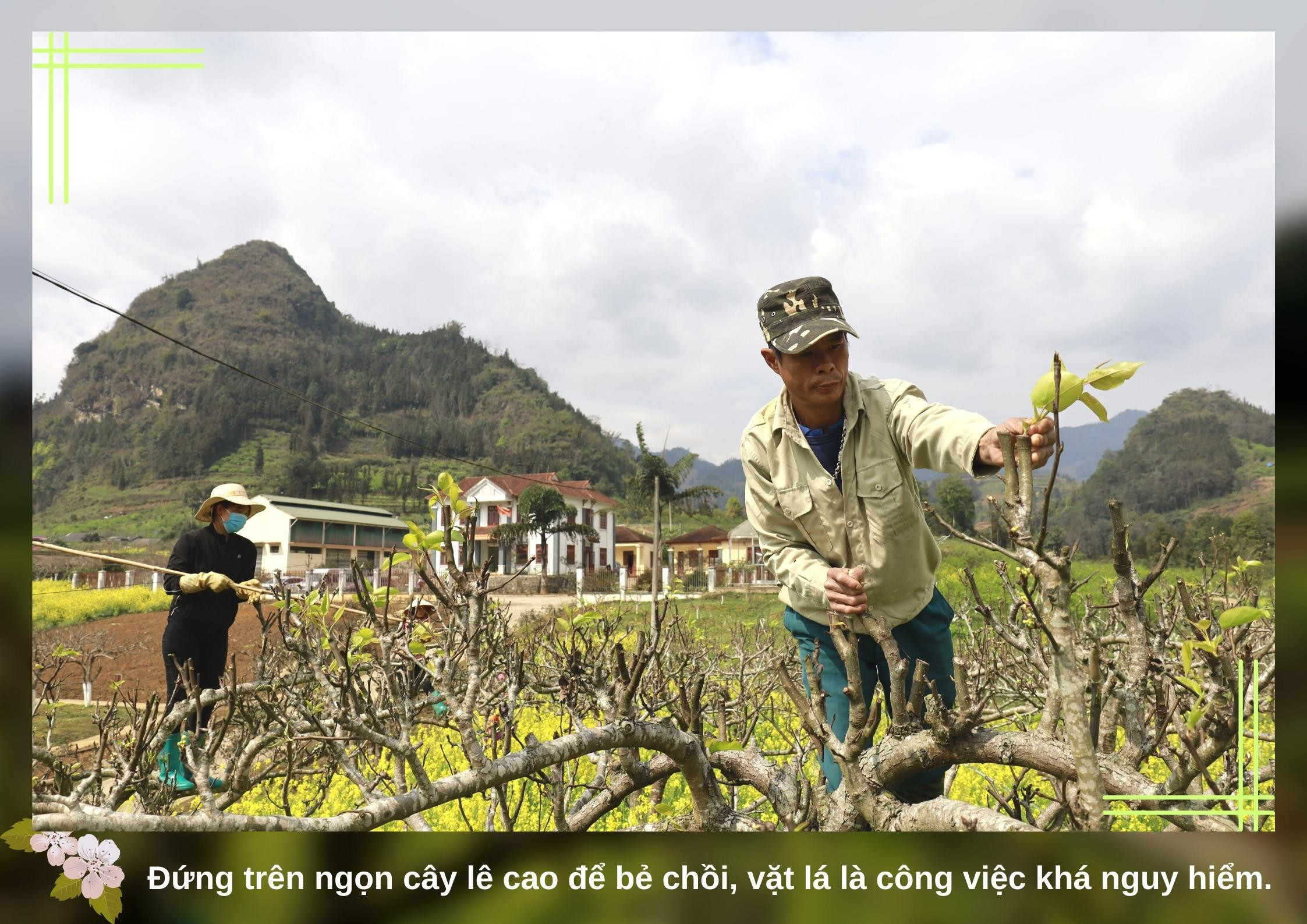 Nghề vặt lá lê ảnh 5 Nghề vặt lá lê ảnh 5