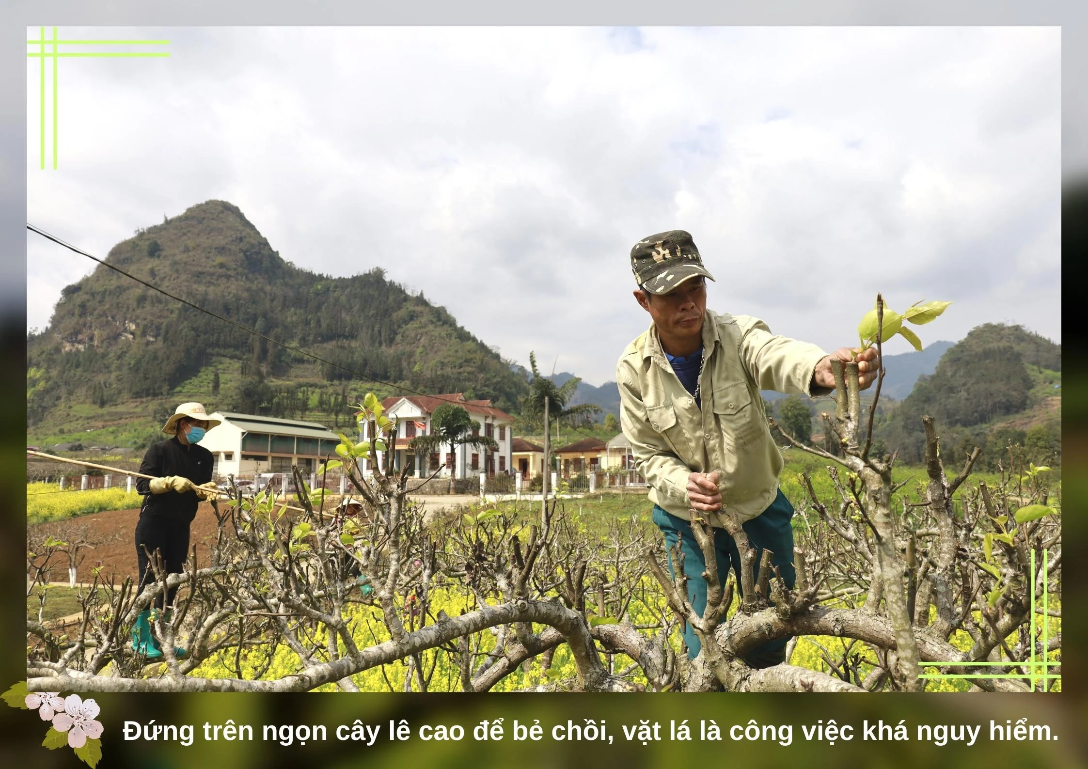 Nghề vặt lá lê ảnh 5