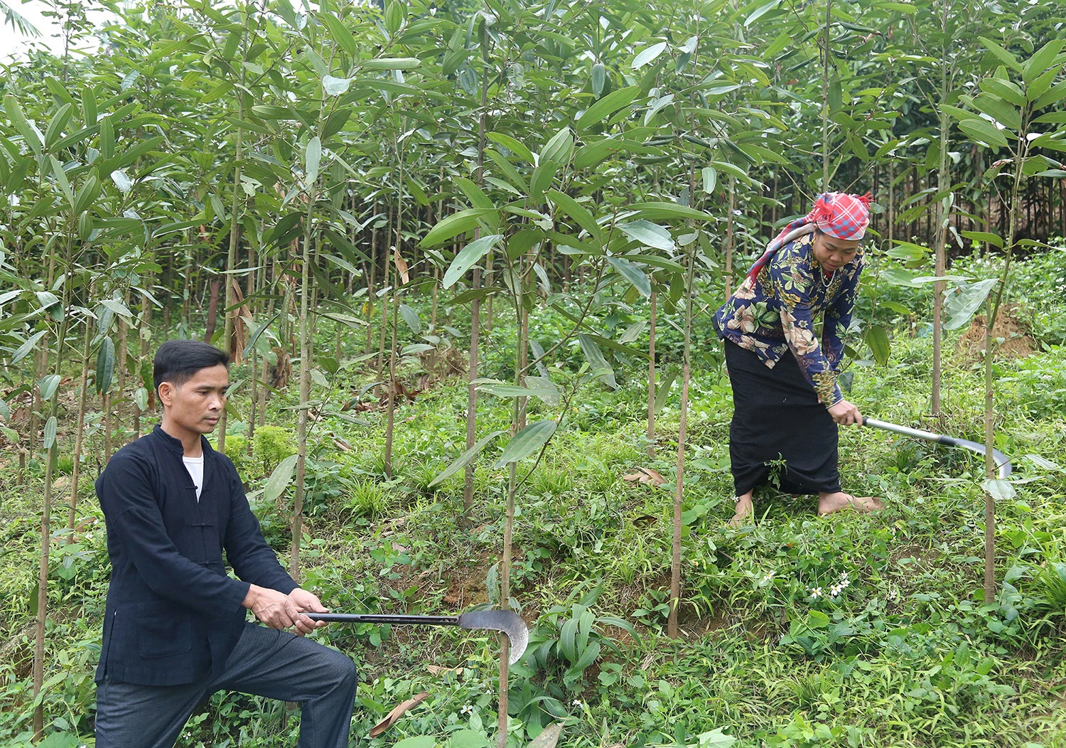Nhiều công đoạn trong sản xuất nông - lâm nghiệp ở Văn Bàn vẫn được thực hiện thủ công.