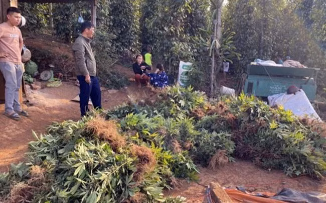 Số cần sa bị lực lượng chức năng nhổ bỏ.