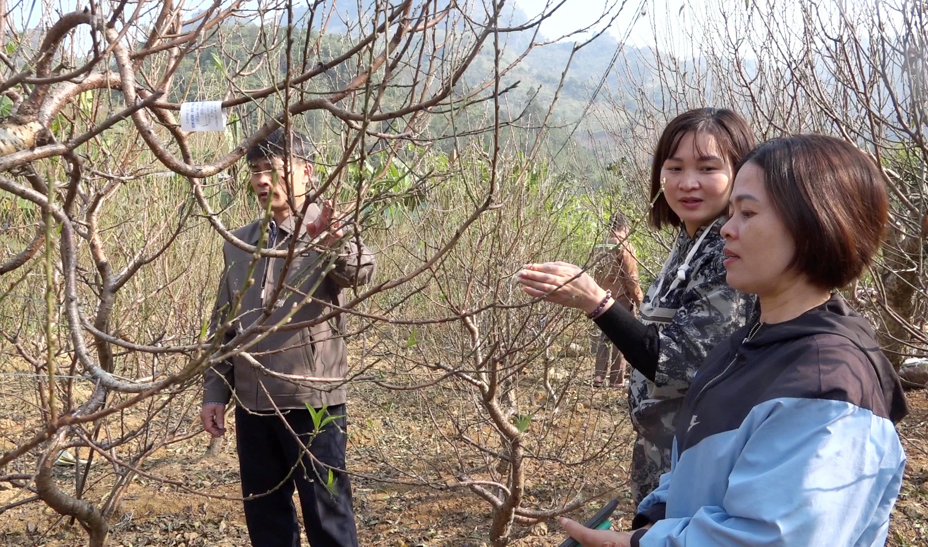 Trồng đào mang lại cho nông dân xã Xuân Quang thu nhập từ 500 - 700 triệu đồng/ha mỗi năm.