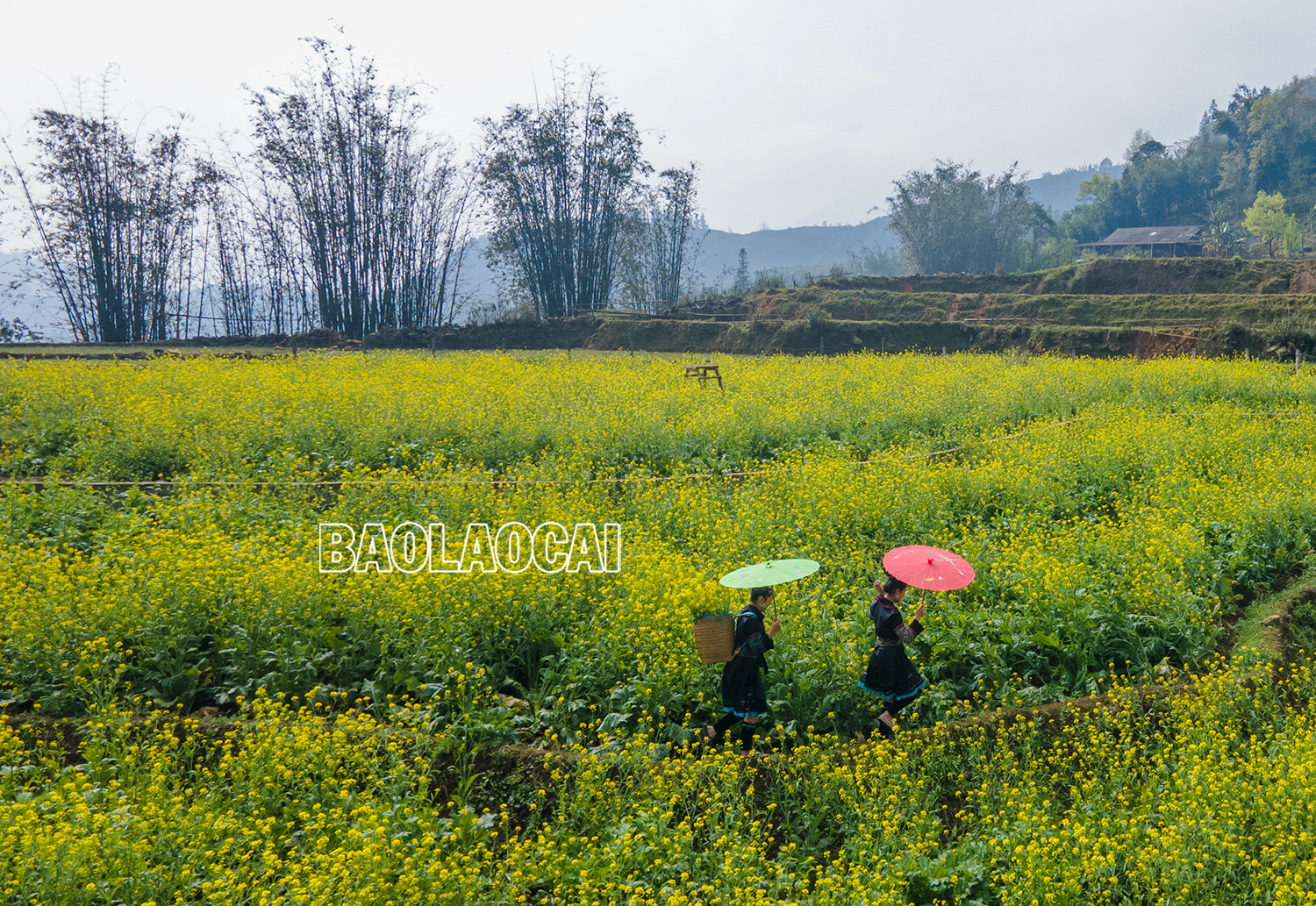 Vẻ đẹp cánh đồng hoa cải vàng ở bản Cát Cát ảnh 1