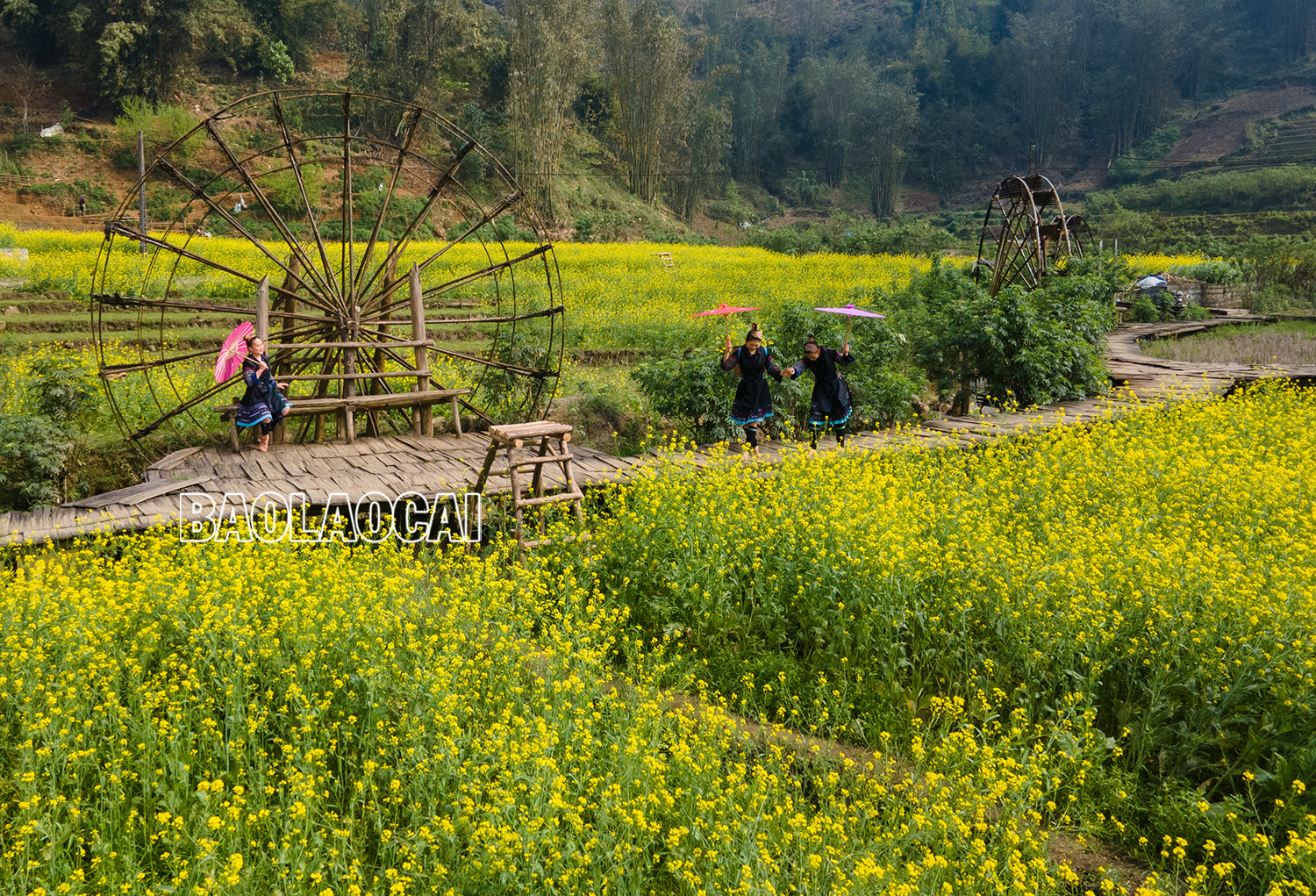 Vẻ đẹp cánh đồng hoa cải vàng ở bản Cát Cát ảnh 7