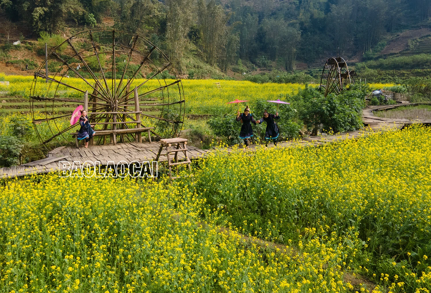 Vẻ đẹp cánh đồng hoa cải vàng ở bản Cát Cát ảnh 7