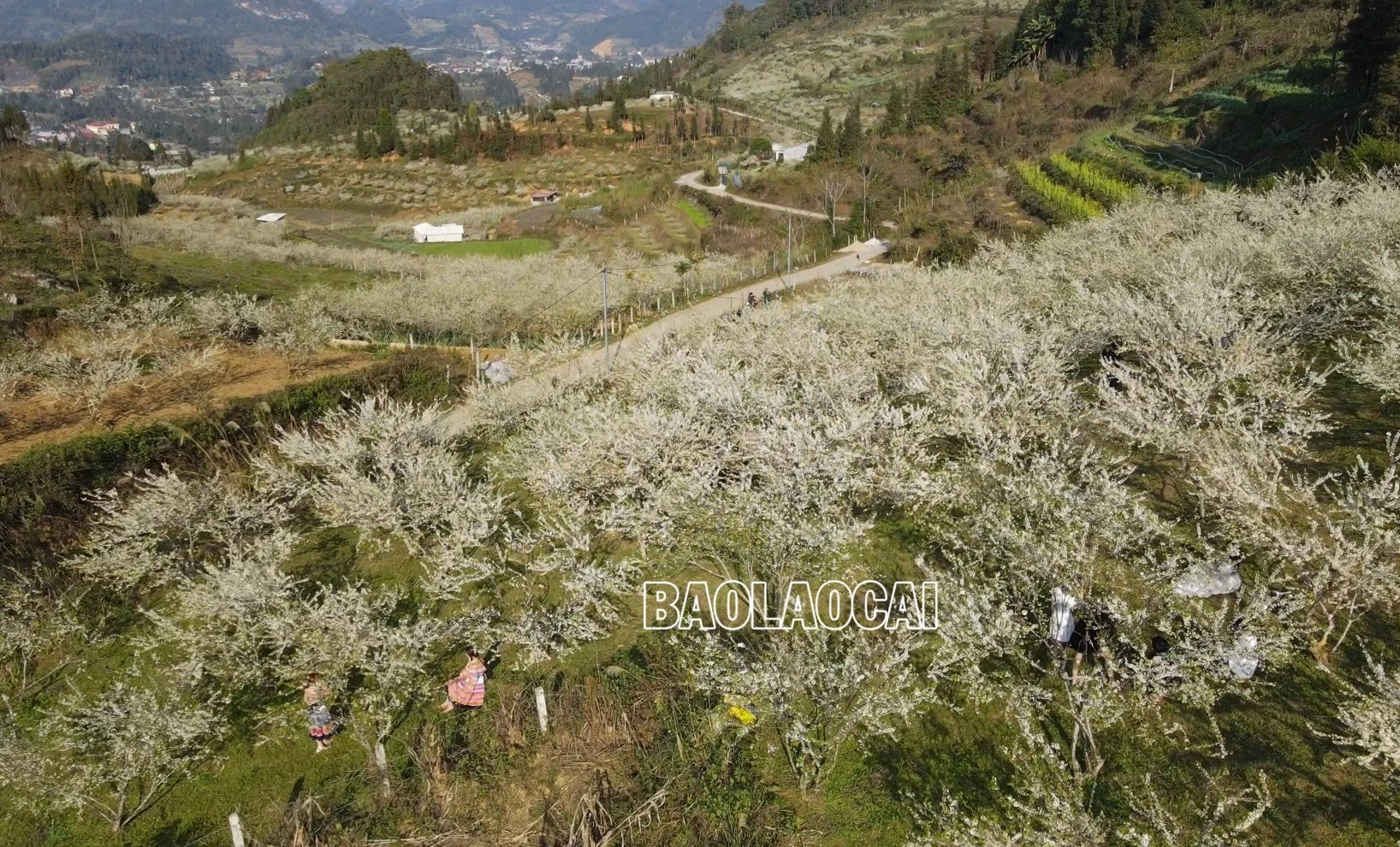 Bắc Hà mùa hoa mận nở tạo nên bức tranh phong cảnh thiên nhiên tuyệt đẹp. Ảnh: Dương Toản Hoa mận bên những nóc nhà của đồng bào người Mông. Trên cao nguyên Bắc Hà hoa mận nở nhiều ở thung lũng Tà Chải, Lầu Thí Ngài và trên vùng cao Bản Phố, Tả Van Chư… Thiếu nữ vùng cao du xuân mùa hoa mận nở. Sắc hoa tinh khôi phủ trắng núi rừng. Vẻ đẹp tinh khôi của hoa mận thu hút hàng nghìn lượt du khách đến chiêm ngưỡng.