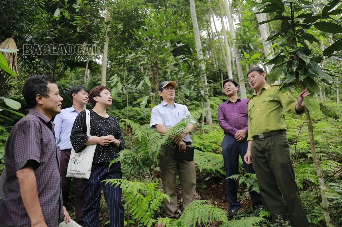 Giao trên 2.300 ha rừng cho 7 cộng đồng quản lý ảnh 1