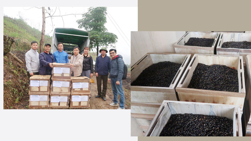 Đại diện Dự án VFBC trao hạt giống quế hỗ trợ người dân Bắc Hà và Văn Bàn. Đại diện Dự án VFBC trao hạt giống quế hỗ trợ người dân Bắc Hà và Văn Bàn.