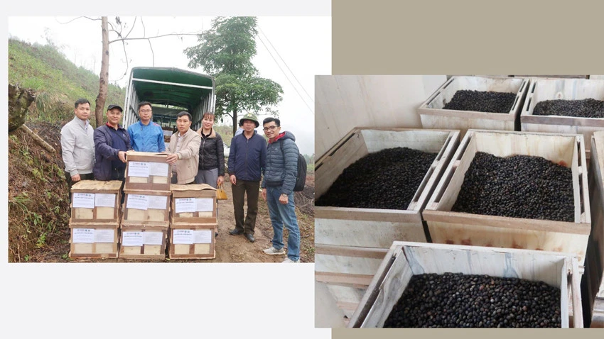 Đại diện Dự án VFBC trao hạt giống quế hỗ trợ người dân Bắc Hà và Văn Bàn.