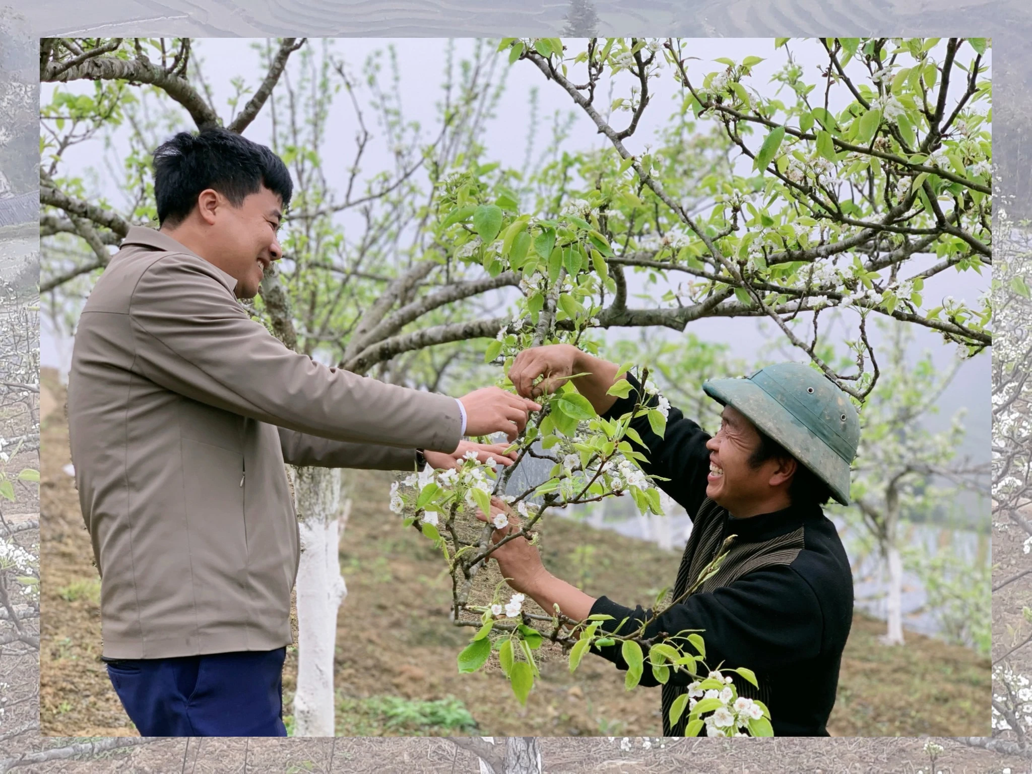 Năm 2023, cấp ủy, chính quyền xã Hoàng Thu Phố đã vận động nhân dân trồng mới hơn 100 ha lê VH06.