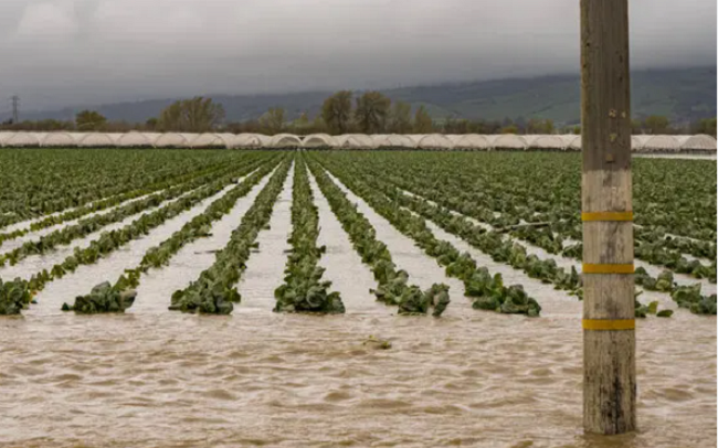 Ngập lụt ở Mỹ có thể ảnh hưởng tới chuỗi cung ứng thực phẩm toàn cầu ảnh 1 Ngập lụt ở Mỹ có thể ảnh hưởng tới chuỗi cung ứng thực phẩm toàn cầu ảnh 1