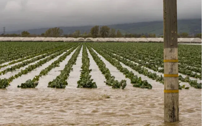 Ngập lụt ở Mỹ có thể ảnh hưởng tới chuỗi cung ứng thực phẩm toàn cầu ảnh 1