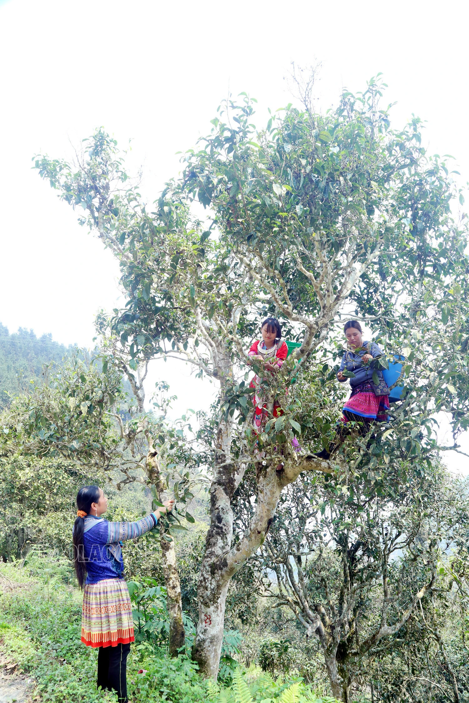 Gian nan nghề hái chè cổ thụ trên núi cao Tả Thàng ảnh 3