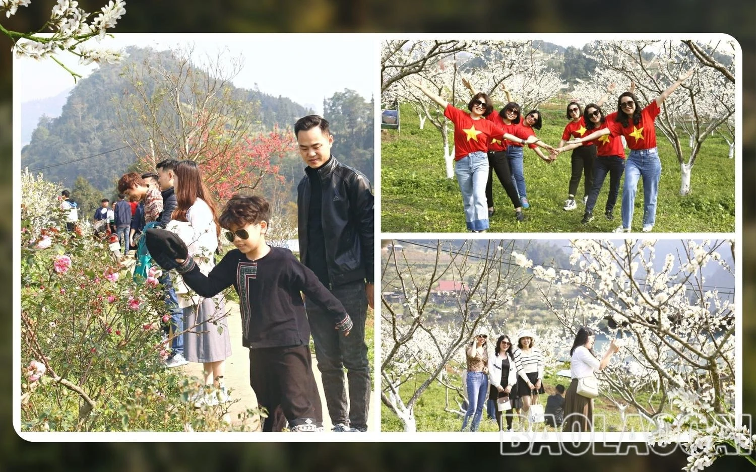 Du khách thích thú ngắm hoa mận trắng Bắc Hà ảnh 2