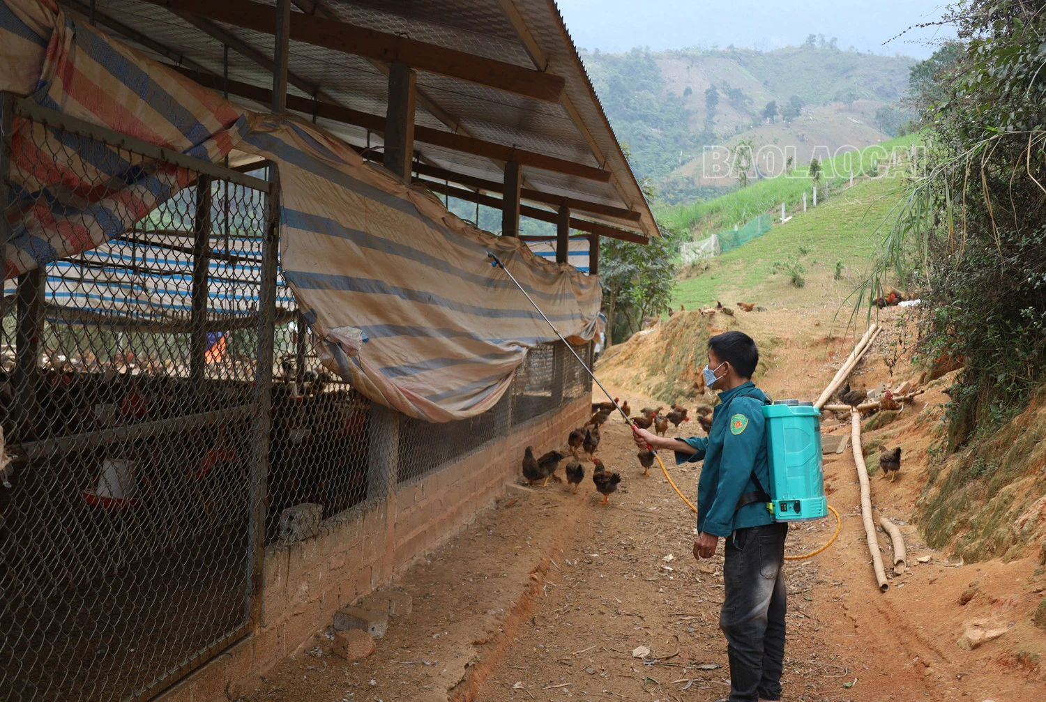 Hộ chăn nuôi chủ động tiêu độc, khử trùng chuồng trại.