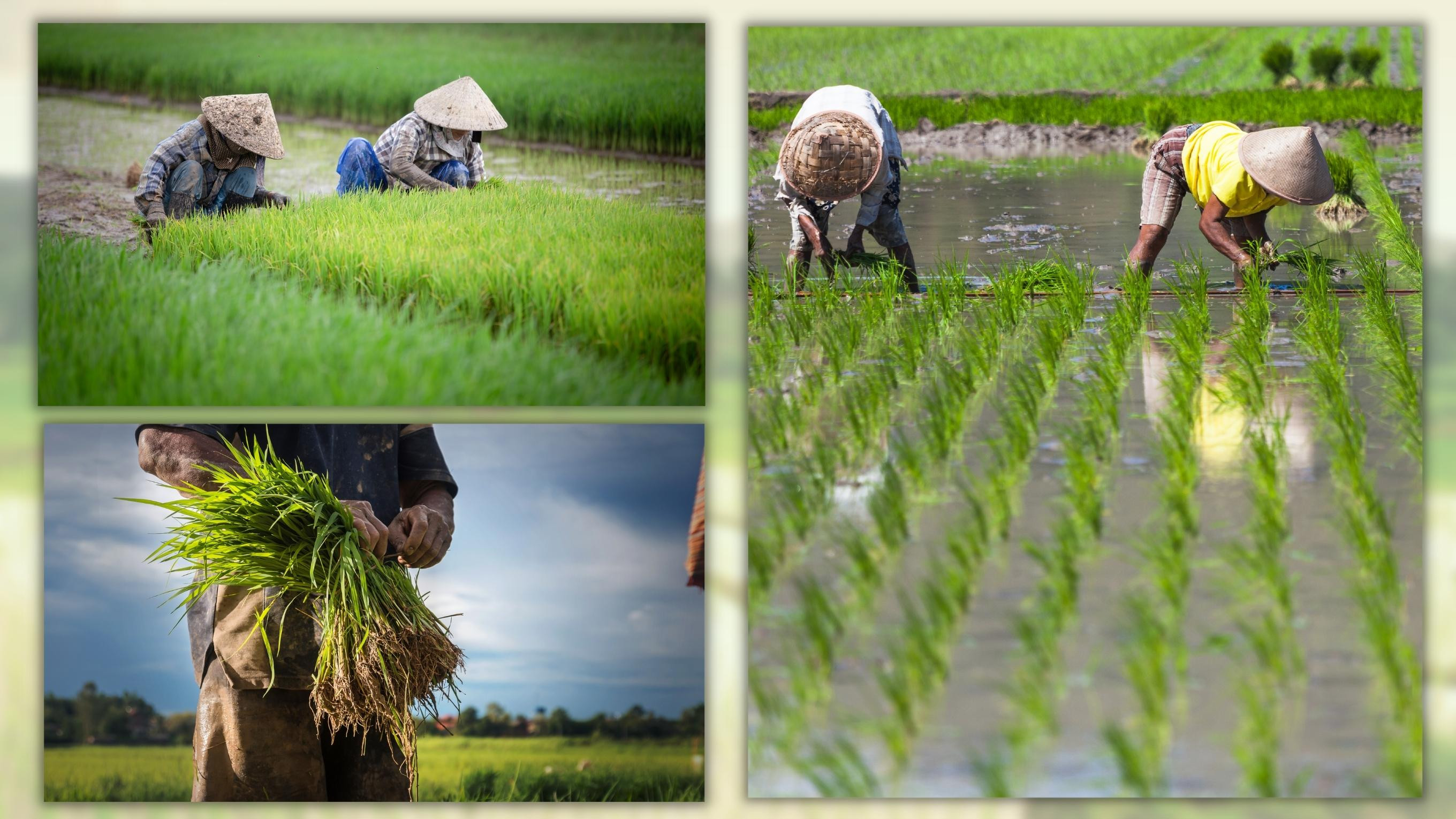 Mùa “chia” nước ảnh 4 Mùa “chia” nước ảnh 4