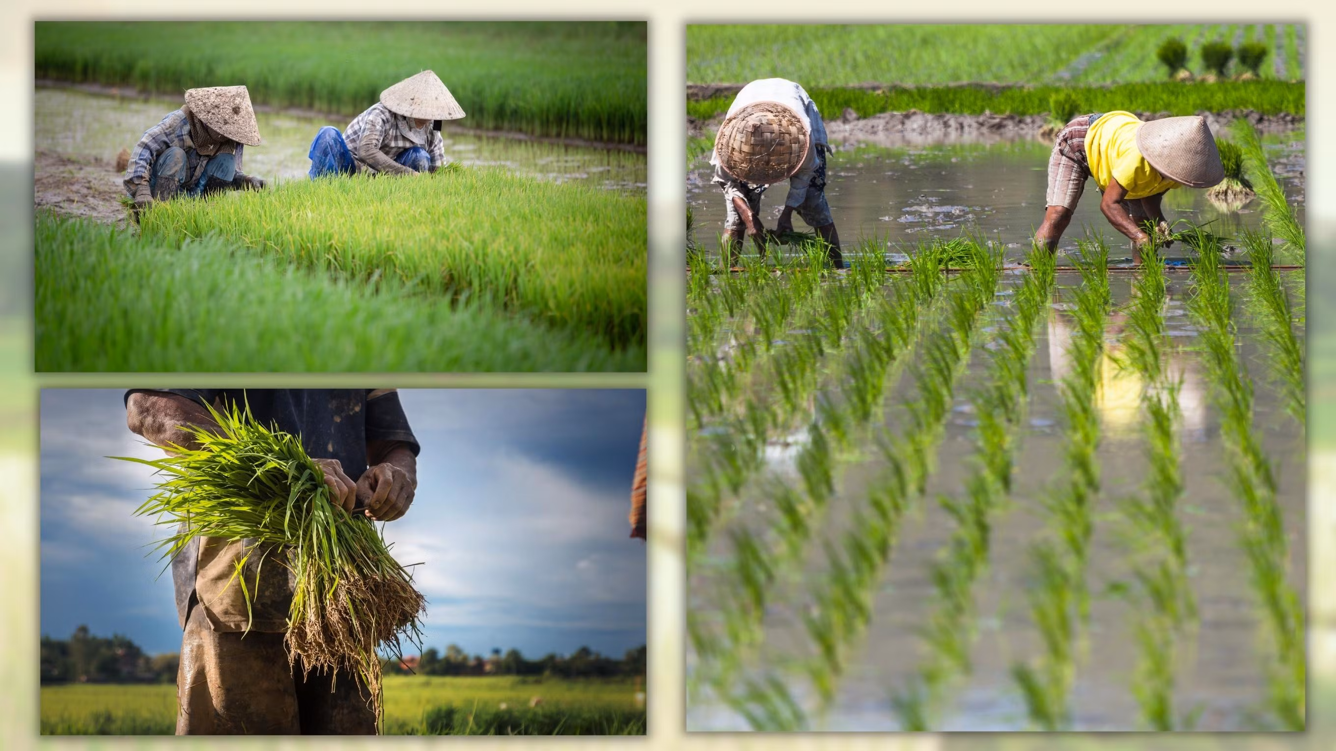 Mùa “chia” nước ảnh 4