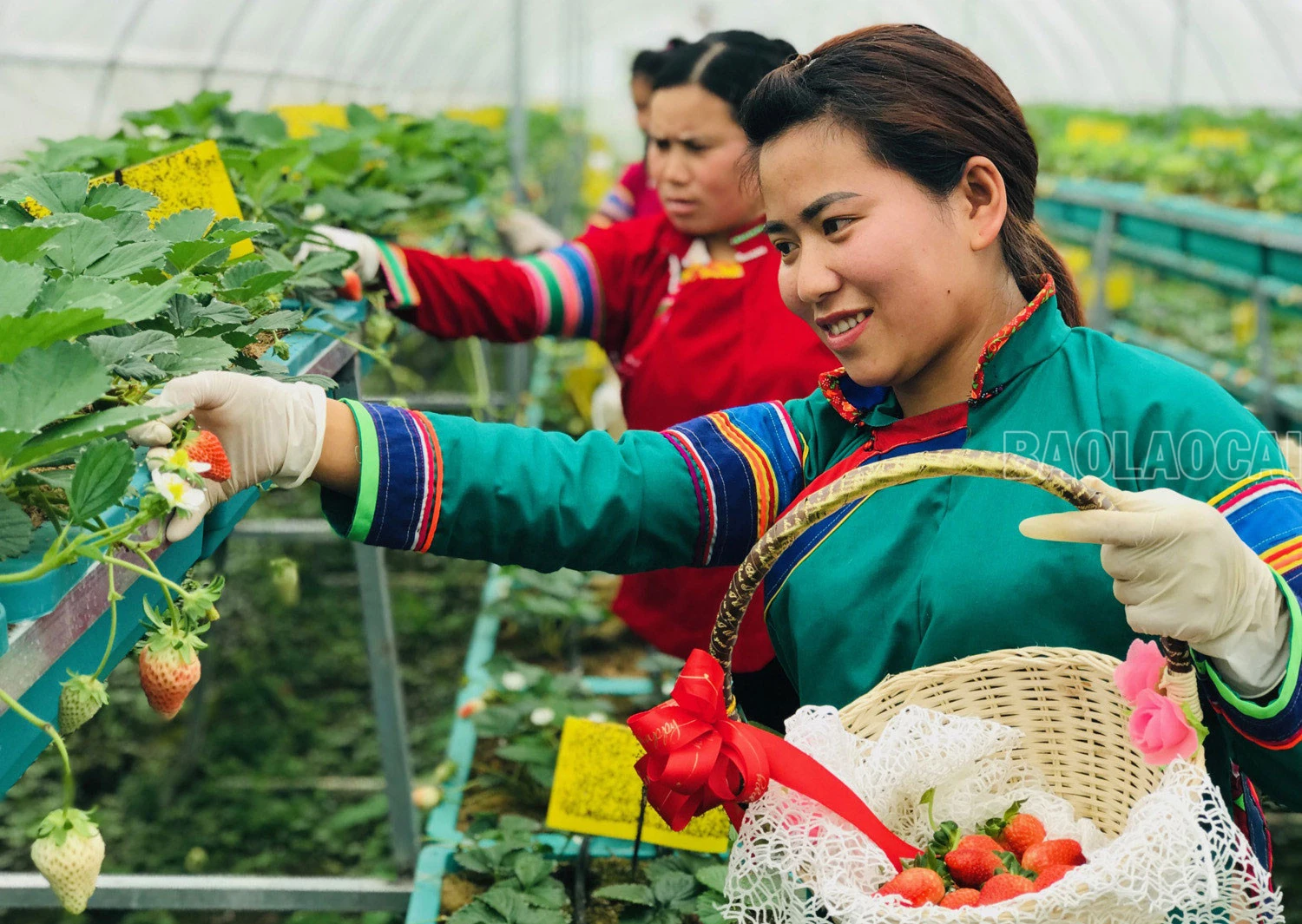 Mô hình trồng dâu tây theo tiêu chuẩn VietGAP tại xã Lùng Phình (Bắc Hà) giúp người dân tăng thu nhập.