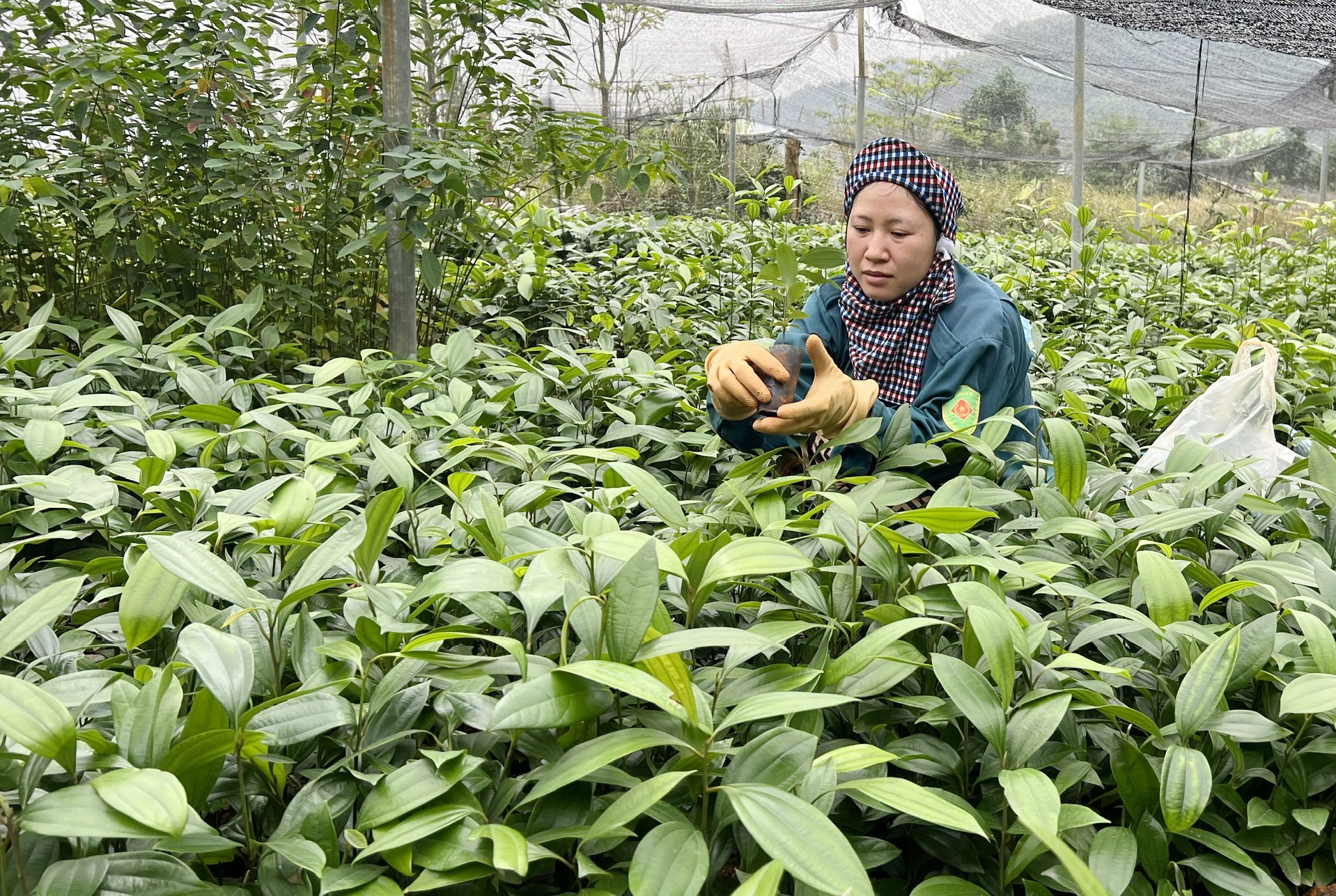 Bảo Thắng: Giá quế giống giảm, tiêu thụ chậm ảnh 1 Bảo Thắng: Giá quế giống giảm, tiêu thụ chậm ảnh 1