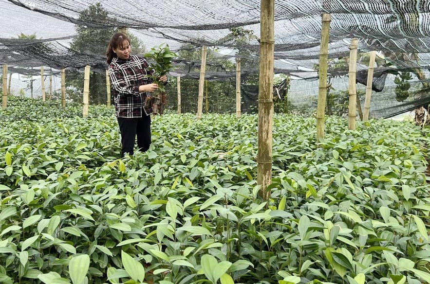 Bảo Thắng: Giá quế giống giảm, tiêu thụ chậm ảnh 2 Bảo Thắng: Giá quế giống giảm, tiêu thụ chậm ảnh 2