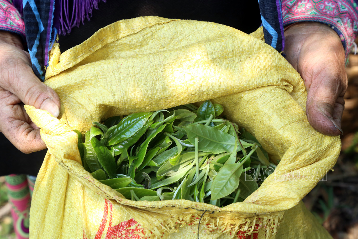Gian nan nghề hái chè cổ thụ trên núi cao Tả Thàng ảnh 11 Gian nan nghề hái chè cổ thụ trên núi cao Tả Thàng ảnh 11