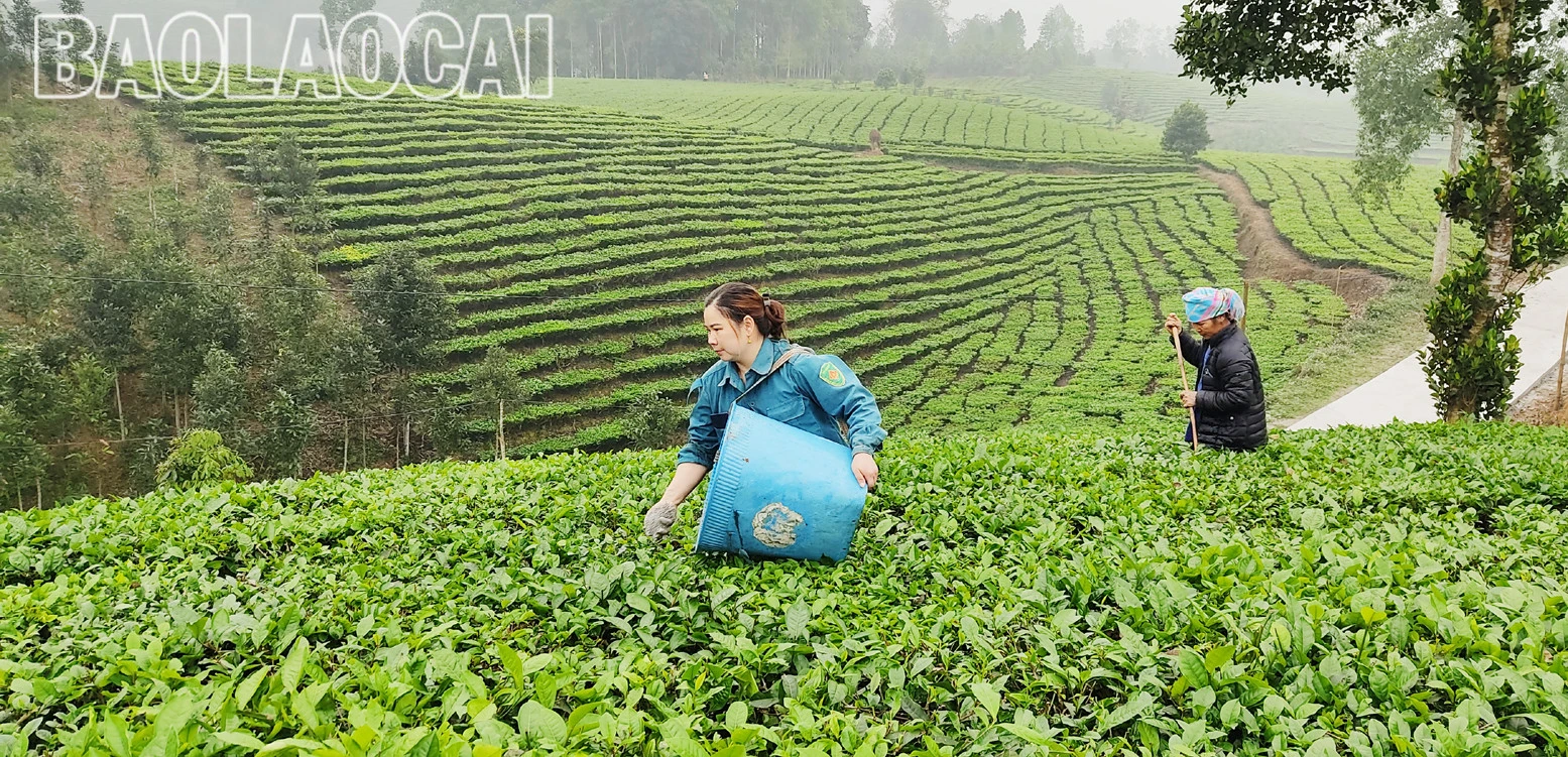 Huyện Mường Khương hiện có 4.941ha chè, trong đó chè kinh doanh 2.801 ha, chè kiến thiết cơ bản 2.140 ha. Cây chè phù hợp với điều kiện khí hậu, thổ nhưỡng ở địa phương và trình độ canh tác, xu thế của thị trường đối với sản phẩm nông nghiệp. Lứa chè xuân thu hoạch từ tháng 3 và kết thúc khoảng tuần đầu của tháng 4. Lứa chè xuân búp nhỏ hơn các lứa chè trong năm, nhưng giá bán cao hơn so với chè chính vụ. Giá chè búp tươi vụ xuân hiện 8.000 - 10.000 đồng/kg, cao hơn vụ chè xuân năm trước (cao hơn 1.000 - 2.000 đồng). Sản phẩm chè xuân có hương vị đậm đà, hương thơm, khiến người uống trà mong đợi nhất. Những đồi chè ngút ngàn tầm mắt, được chăm sóc xanh tươi tạo nên bức tranh tươi đẹp, trù phú. Những búp chè xuân tươi mơn mởn . Người trồng chè ở Mường Khương đổi công thu hoạch chè vụ xuân. Chè sau khi thu hoạch được đóng bao đưa đến nhà máy. Ngay sau khi thu hái lứa chè xuân, người dân chăm sóc cho lứa chè chính trong năm đạt năng suất và chất lượng cao.