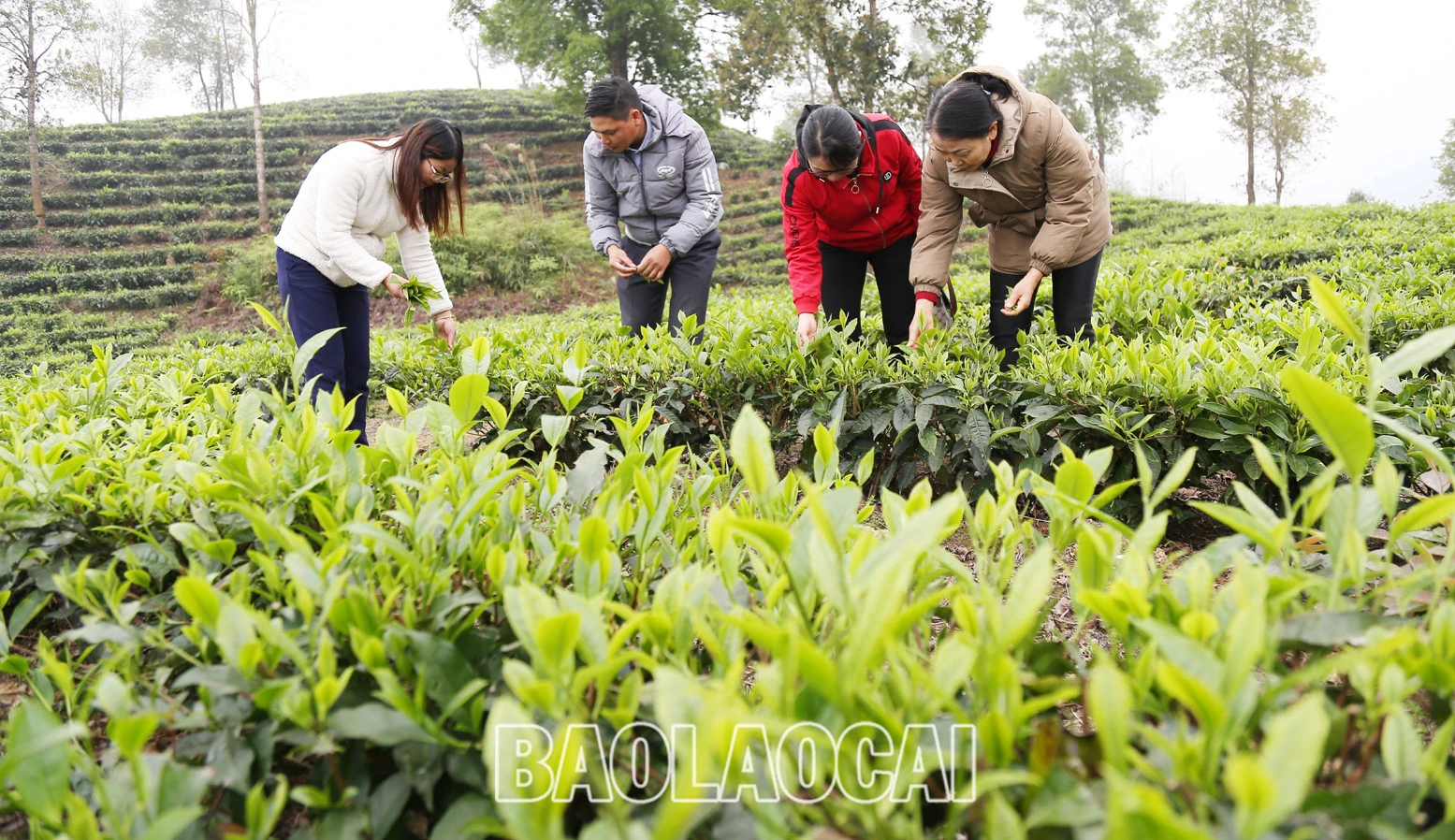 Huyện Mường Khương hiện có 4.941ha chè, trong đó chè kinh doanh 2.801 ha, chè kiến thiết cơ bản 2.140 ha. Cây chè phù hợp với điều kiện khí hậu, thổ nhưỡng ở địa phương và trình độ canh tác, xu thế của thị trường đối với sản phẩm nông nghiệp. Lứa chè xuân thu hoạch từ tháng 3 và kết thúc khoảng tuần đầu của tháng 4. Lứa chè xuân búp nhỏ hơn các lứa chè trong năm, nhưng giá bán cao hơn so với chè chính vụ. Giá chè búp tươi vụ xuân hiện 8.000 - 10.000 đồng/kg, cao hơn vụ chè xuân năm trước (cao hơn 1.000 - 2.000 đồng). Sản phẩm chè xuân có hương vị đậm đà, hương thơm, khiến người uống trà mong đợi nhất. Những đồi chè ngút ngàn tầm mắt, được chăm sóc xanh tươi tạo nên bức tranh tươi đẹp, trù phú. Những búp chè xuân tươi mơn mởn . Người trồng chè ở Mường Khương đổi công thu hoạch chè vụ xuân. Chè sau khi thu hoạch được đóng bao đưa đến nhà máy. Ngay sau khi thu hái lứa chè xuân, người dân chăm sóc cho lứa chè chính trong năm đạt năng suất và chất lượng cao.