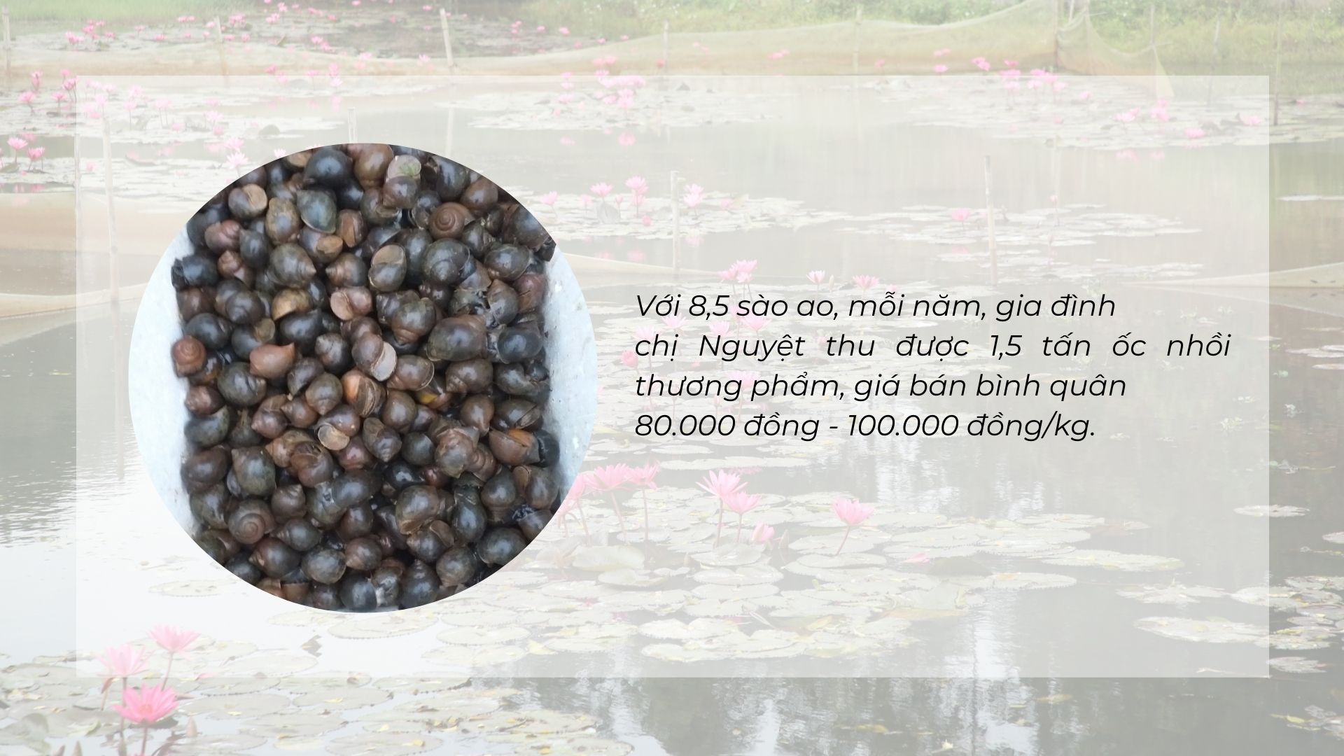 Nuôi ốc nhồi dưới tràn hoa súng ảnh 3 Nuôi ốc nhồi dưới tràn hoa súng ảnh 3