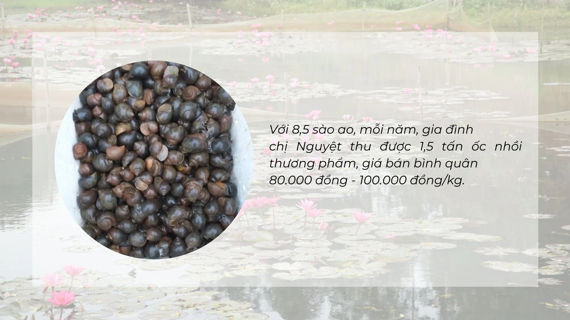 Nuôi ốc nhồi dưới tràn hoa súng ảnh 3 Nuôi ốc nhồi dưới tràn hoa súng ảnh 3