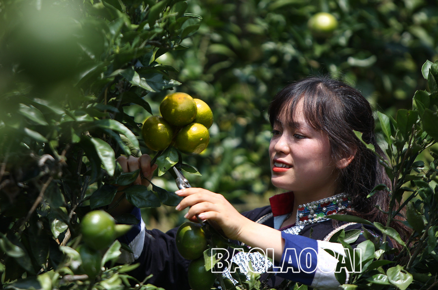 Vẻ đẹp dung dị của phụ nữ Lào Cai trong lao động ảnh 4 Vẻ đẹp dung dị của phụ nữ Lào Cai trong lao động ảnh 4