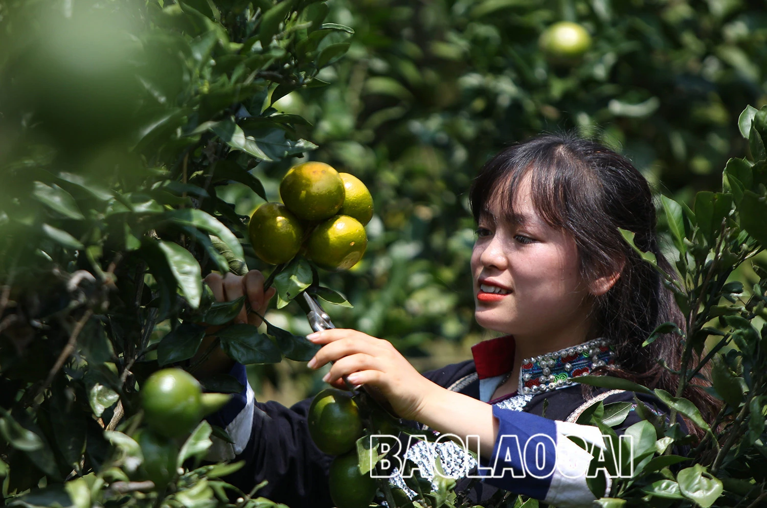 Vẻ đẹp dung dị của phụ nữ Lào Cai trong lao động ảnh 4