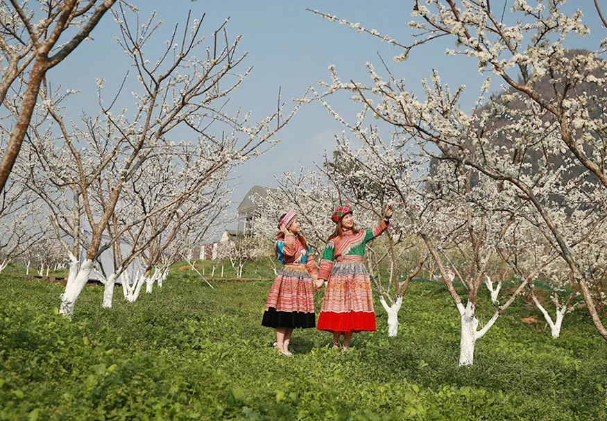 Du khách thích thú ngắm hoa mận trắng Bắc Hà ảnh 10