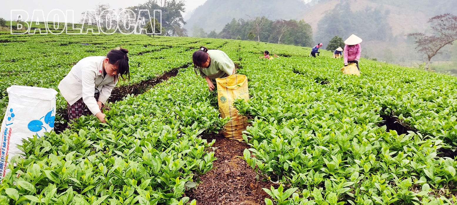 Huyện Mường Khương hiện có 4.941ha chè, trong đó chè kinh doanh 2.801 ha, chè kiến thiết cơ bản 2.140 ha. Cây chè phù hợp với điều kiện khí hậu, thổ nhưỡng ở địa phương và trình độ canh tác, xu thế của thị trường đối với sản phẩm nông nghiệp. Lứa chè xuân thu hoạch từ tháng 3 và kết thúc khoảng tuần đầu của tháng 4. Lứa chè xuân búp nhỏ hơn các lứa chè trong năm, nhưng giá bán cao hơn so với chè chính vụ. Giá chè búp tươi vụ xuân hiện 8.000 - 10.000 đồng/kg, cao hơn vụ chè xuân năm trước (cao hơn 1.000 - 2.000 đồng). Sản phẩm chè xuân có hương vị đậm đà, hương thơm, khiến người uống trà mong đợi nhất. Những đồi chè ngút ngàn tầm mắt, được chăm sóc xanh tươi tạo nên bức tranh tươi đẹp, trù phú. Những búp chè xuân tươi mơn mởn . Người trồng chè ở Mường Khương đổi công thu hoạch chè vụ xuân. Chè sau khi thu hoạch được đóng bao đưa đến nhà máy. Ngay sau khi thu hái lứa chè xuân, người dân chăm sóc cho lứa chè chính trong năm đạt năng suất và chất lượng cao.