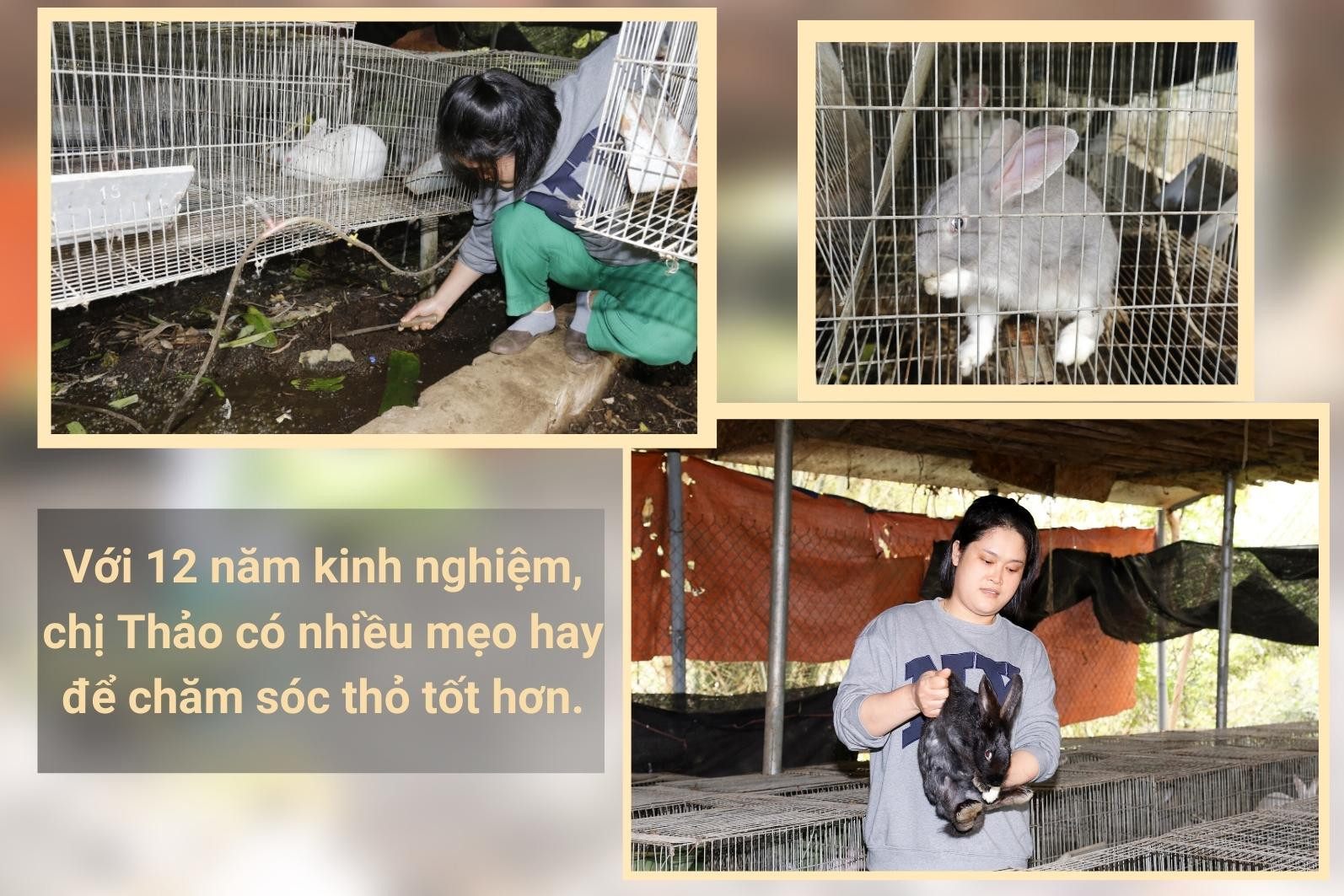 Hiệu quả mô hình nuôi thỏ tại xã Cam Đường ảnh 2