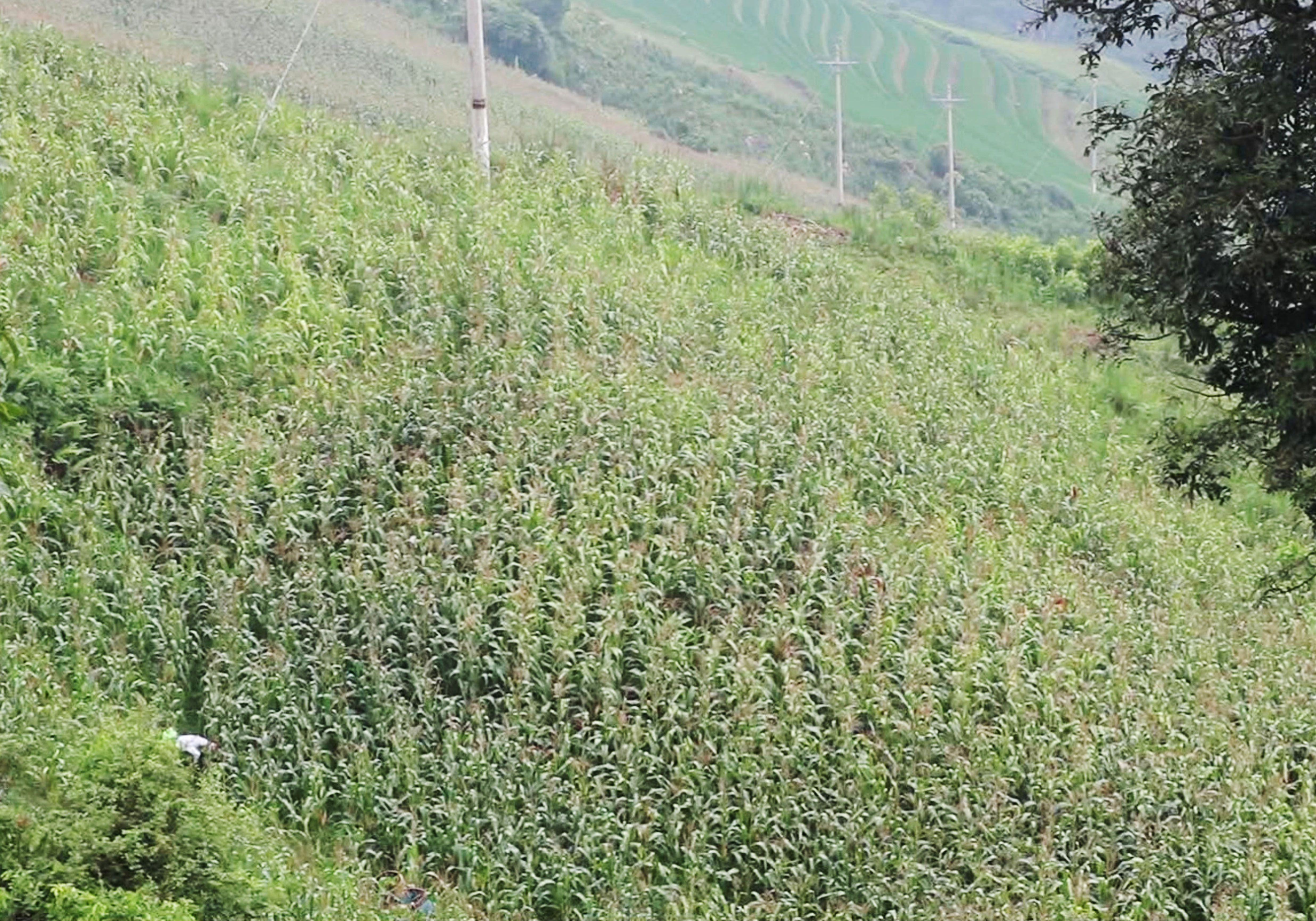 Người dân Dền Thàng tích cực thâm canh tăng vụ.