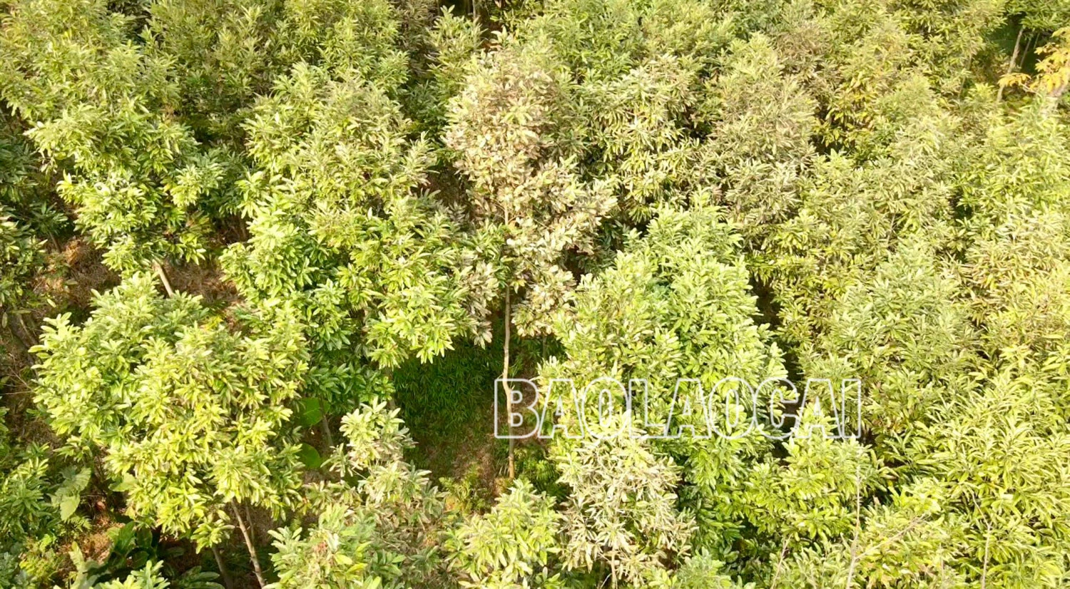 Bảo Thắng: Nhiều diện tích cây trồng héo, táp lá chưa rõ nguyên nhân ảnh 1
