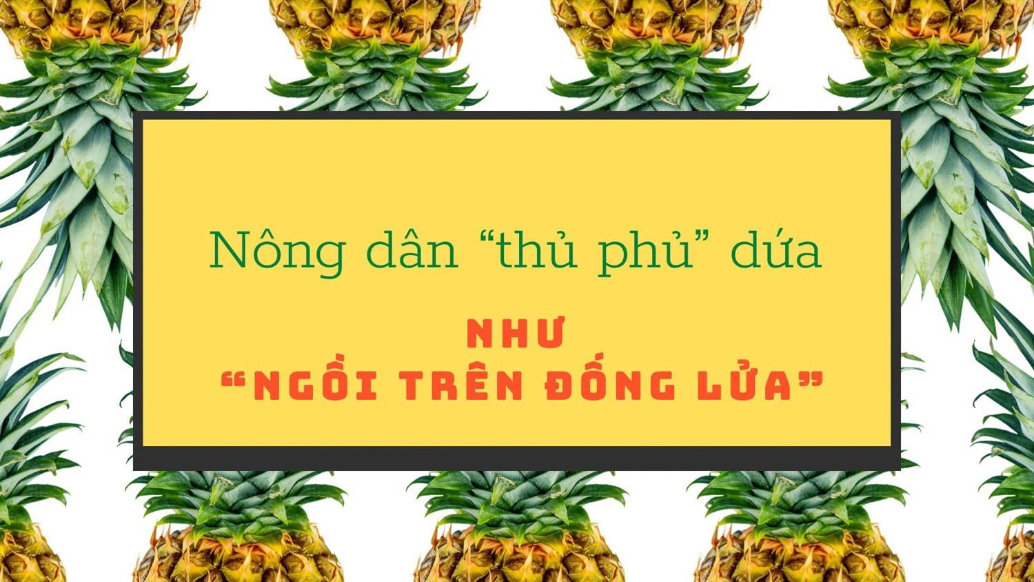 Nông dân "thủ phủ" dứa như "ngồi trên đống lửa" ảnh 1