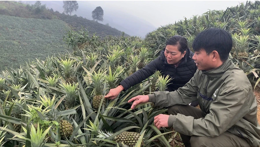 Nông dân "thủ phủ" dứa như "ngồi trên đống lửa" ảnh 2