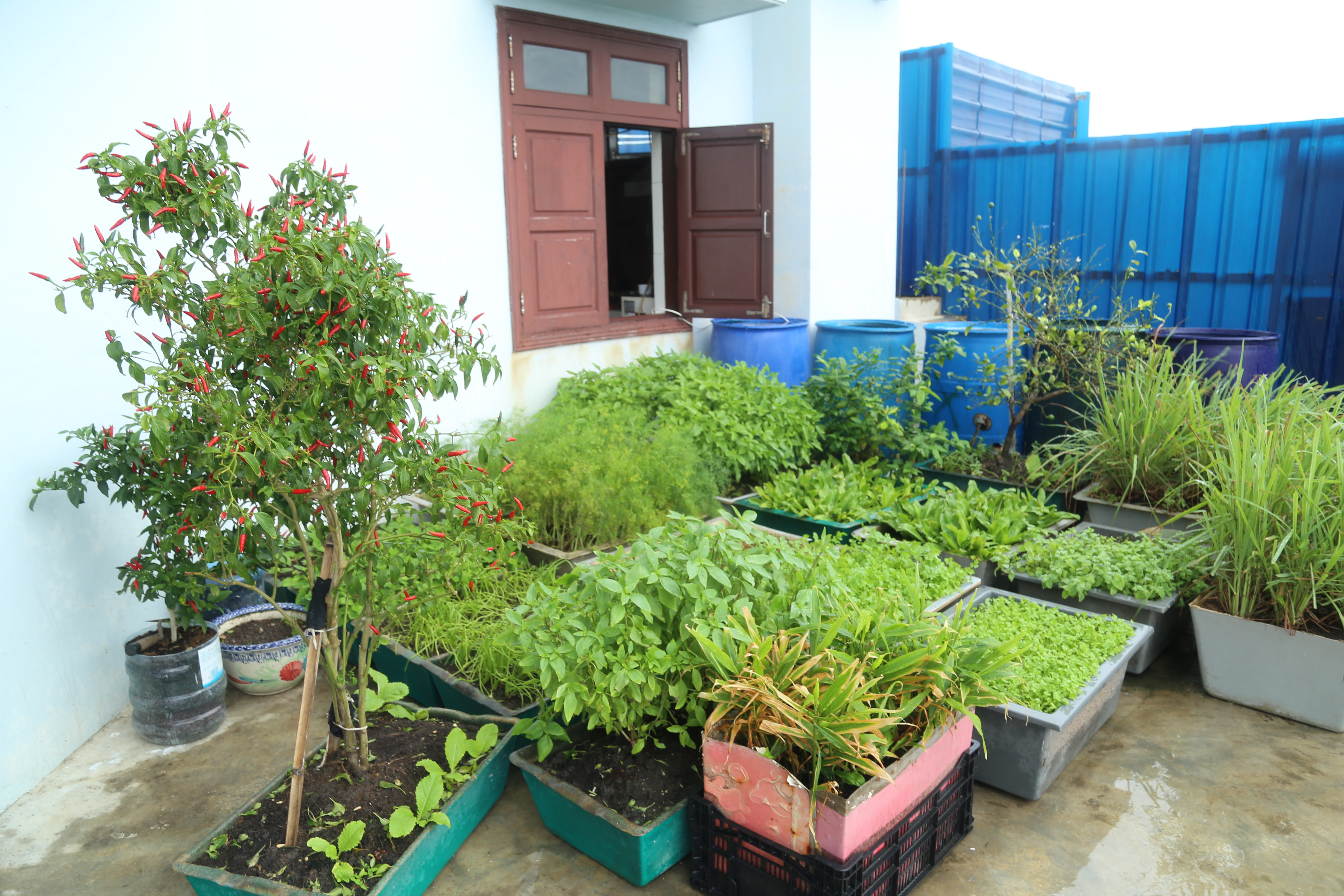 Đón Tết sớm ở tuyến đảo tiền tiêu Cô Lin - Len Đao ảnh 10