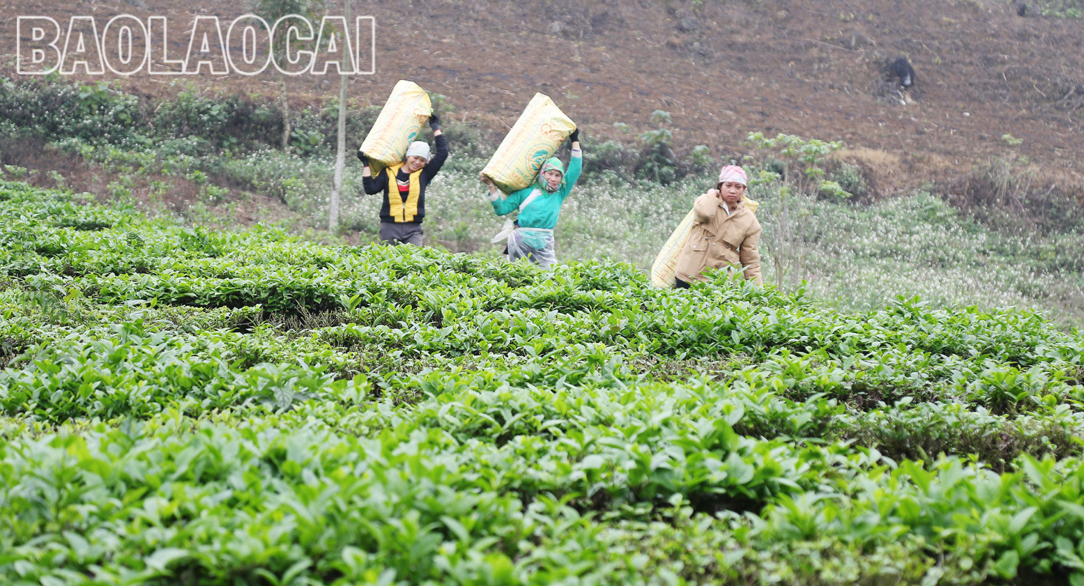 Huyện Mường Khương hiện có 4.941ha chè, trong đó chè kinh doanh 2.801 ha, chè kiến thiết cơ bản 2.140 ha. Cây chè phù hợp với điều kiện khí hậu, thổ nhưỡng ở địa phương và trình độ canh tác, xu thế của thị trường đối với sản phẩm nông nghiệp. Lứa chè xuân thu hoạch từ tháng 3 và kết thúc khoảng tuần đầu của tháng 4. Lứa chè xuân búp nhỏ hơn các lứa chè trong năm, nhưng giá bán cao hơn so với chè chính vụ. Giá chè búp tươi vụ xuân hiện 8.000 - 10.000 đồng/kg, cao hơn vụ chè xuân năm trước (cao hơn 1.000 - 2.000 đồng). Sản phẩm chè xuân có hương vị đậm đà, hương thơm, khiến người uống trà mong đợi nhất. Những đồi chè ngút ngàn tầm mắt, được chăm sóc xanh tươi tạo nên bức tranh tươi đẹp, trù phú. Những búp chè xuân tươi mơn mởn . Người trồng chè ở Mường Khương đổi công thu hoạch chè vụ xuân. Chè sau khi thu hoạch được đóng bao đưa đến nhà máy. Ngay sau khi thu hái lứa chè xuân, người dân chăm sóc cho lứa chè chính trong năm đạt năng suất và chất lượng cao. Huyện Mường Khương hiện có 4.941ha chè, trong đó chè kinh doanh 2.801 ha, chè kiến thiết cơ bản 2.140 ha. Cây chè phù hợp với điều kiện khí hậu, thổ nhưỡng ở địa phương và trình độ canh tác, xu thế của thị trường đối với sản phẩm nông nghiệp. Lứa chè xuân thu hoạch từ tháng 3 và kết thúc khoảng tuần đầu của tháng 4. Lứa chè xuân búp nhỏ hơn các lứa chè trong năm, nhưng giá bán cao hơn so với chè chính vụ. Giá chè búp tươi vụ xuân hiện 8.000 - 10.000 đồng/kg, cao hơn vụ chè xuân năm trước (cao hơn 1.000 - 2.000 đồng). Sản phẩm chè xuân có hương vị đậm đà, hương thơm, khiến người uống trà mong đợi nhất. Những đồi chè ngút ngàn tầm mắt, được chăm sóc xanh tươi tạo nên bức tranh tươi đẹp, trù phú. Những búp chè xuân tươi mơn mởn . Người trồng chè ở Mường Khương đổi công thu hoạch chè vụ xuân. Chè sau khi thu hoạch được đóng bao đưa đến nhà máy. Ngay sau khi thu hái lứa chè xuân, người dân chăm sóc cho lứa chè chính trong năm đạt năng suất và chất lượng cao.