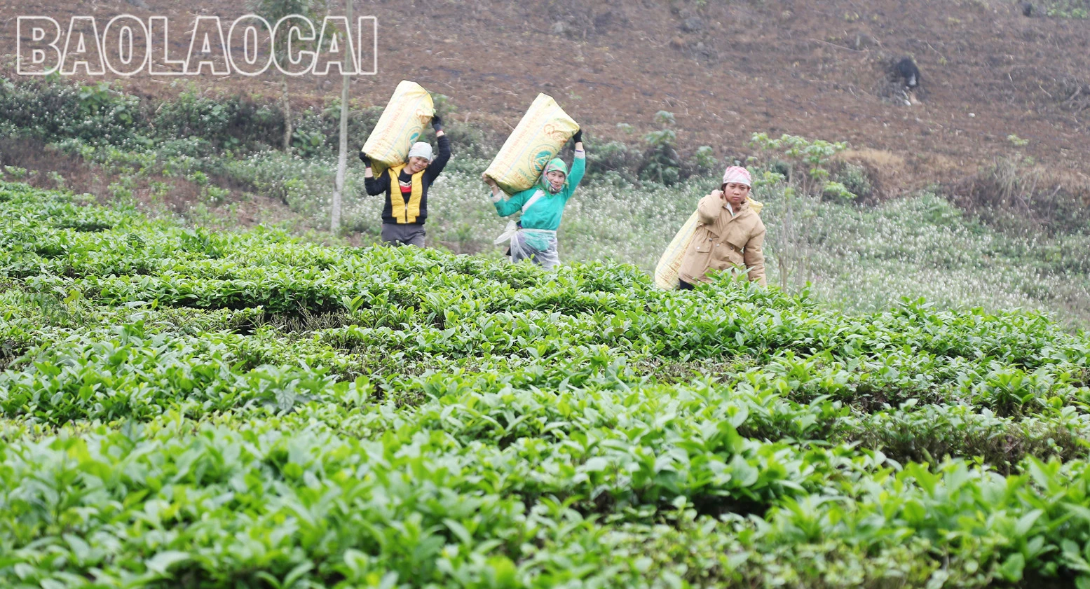 Huyện Mường Khương hiện có 4.941ha chè, trong đó chè kinh doanh 2.801 ha, chè kiến thiết cơ bản 2.140 ha. Cây chè phù hợp với điều kiện khí hậu, thổ nhưỡng ở địa phương và trình độ canh tác, xu thế của thị trường đối với sản phẩm nông nghiệp. Lứa chè xuân thu hoạch từ tháng 3 và kết thúc khoảng tuần đầu của tháng 4. Lứa chè xuân búp nhỏ hơn các lứa chè trong năm, nhưng giá bán cao hơn so với chè chính vụ. Giá chè búp tươi vụ xuân hiện 8.000 - 10.000 đồng/kg, cao hơn vụ chè xuân năm trước (cao hơn 1.000 - 2.000 đồng). Sản phẩm chè xuân có hương vị đậm đà, hương thơm, khiến người uống trà mong đợi nhất. Những đồi chè ngút ngàn tầm mắt, được chăm sóc xanh tươi tạo nên bức tranh tươi đẹp, trù phú. Những búp chè xuân tươi mơn mởn . Người trồng chè ở Mường Khương đổi công thu hoạch chè vụ xuân. Chè sau khi thu hoạch được đóng bao đưa đến nhà máy. Ngay sau khi thu hái lứa chè xuân, người dân chăm sóc cho lứa chè chính trong năm đạt năng suất và chất lượng cao.