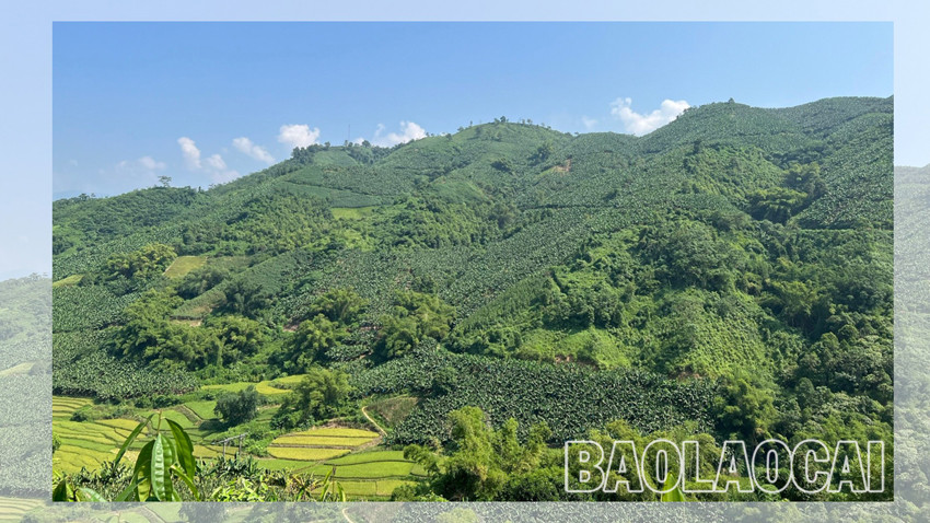 Về miền ấm no ảnh 4