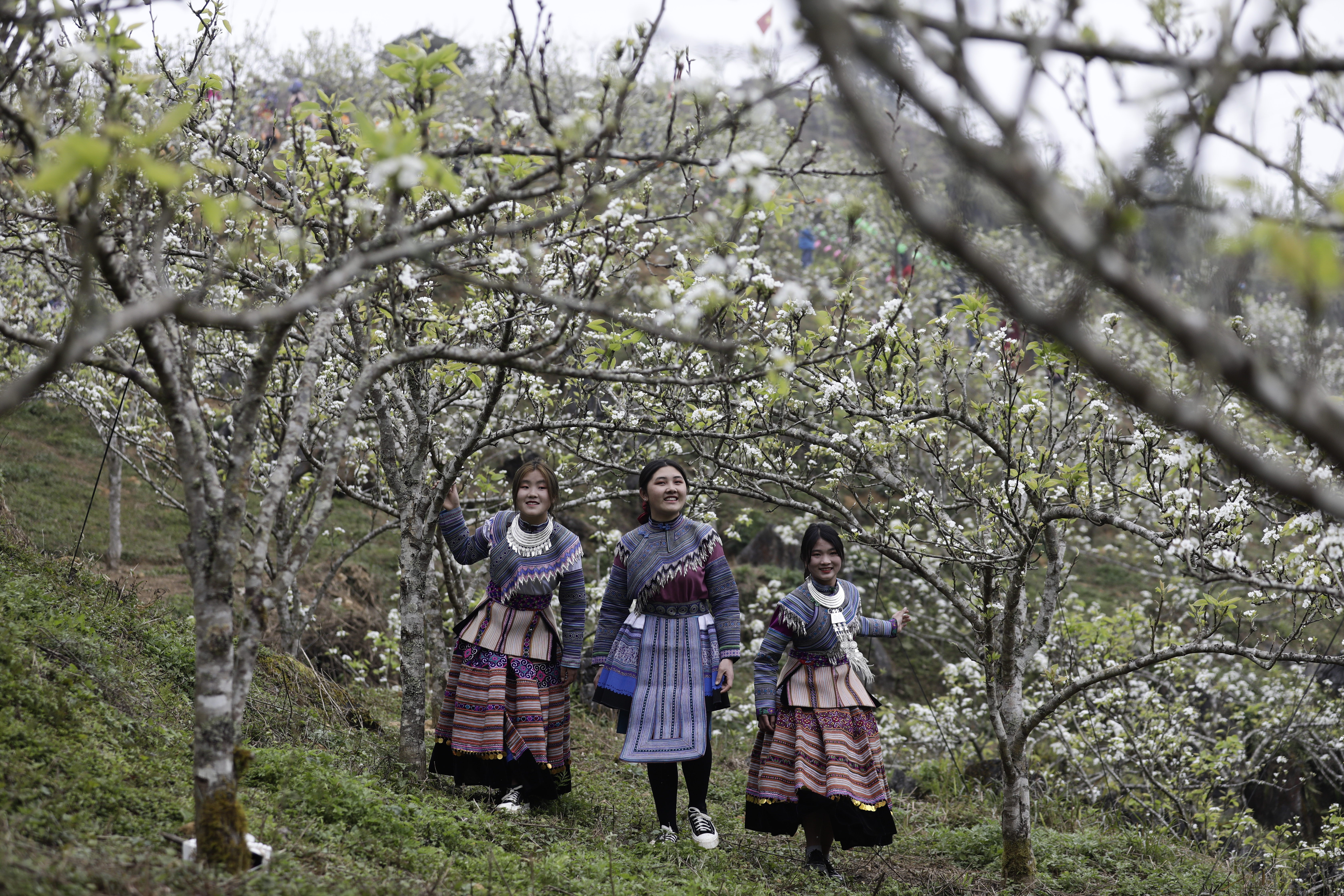 Xuân về trong tinh khôi hoa lê. Ảnh: Ngọc Bằng
