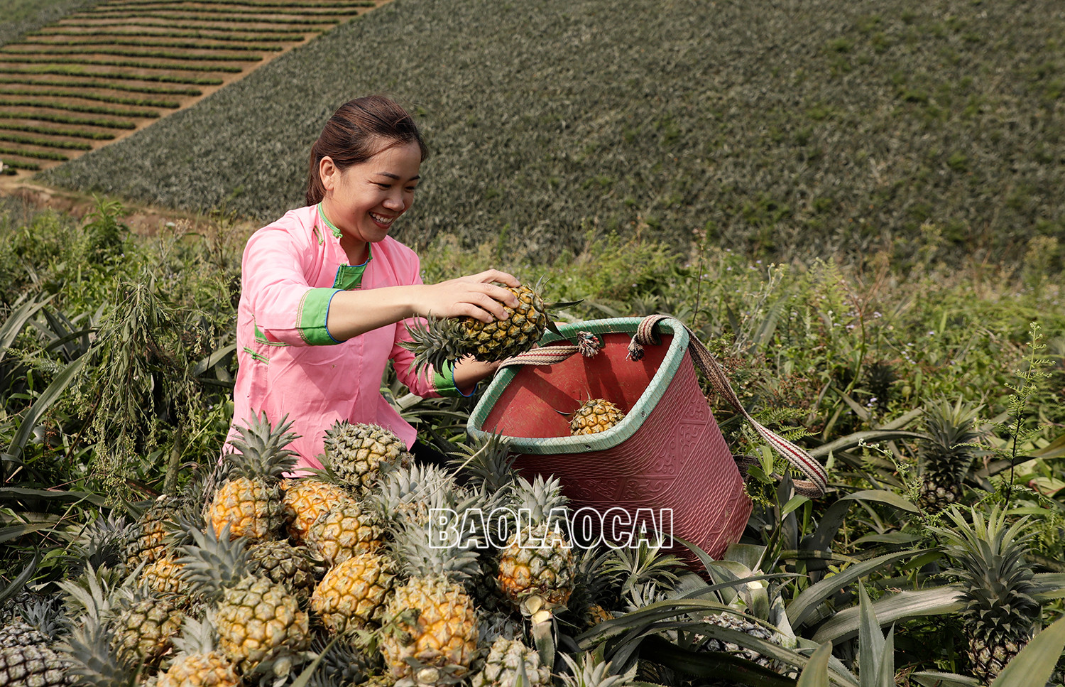 Vẻ đẹp dung dị của phụ nữ Lào Cai trong lao động ảnh 9 Vẻ đẹp dung dị của phụ nữ Lào Cai trong lao động ảnh 9