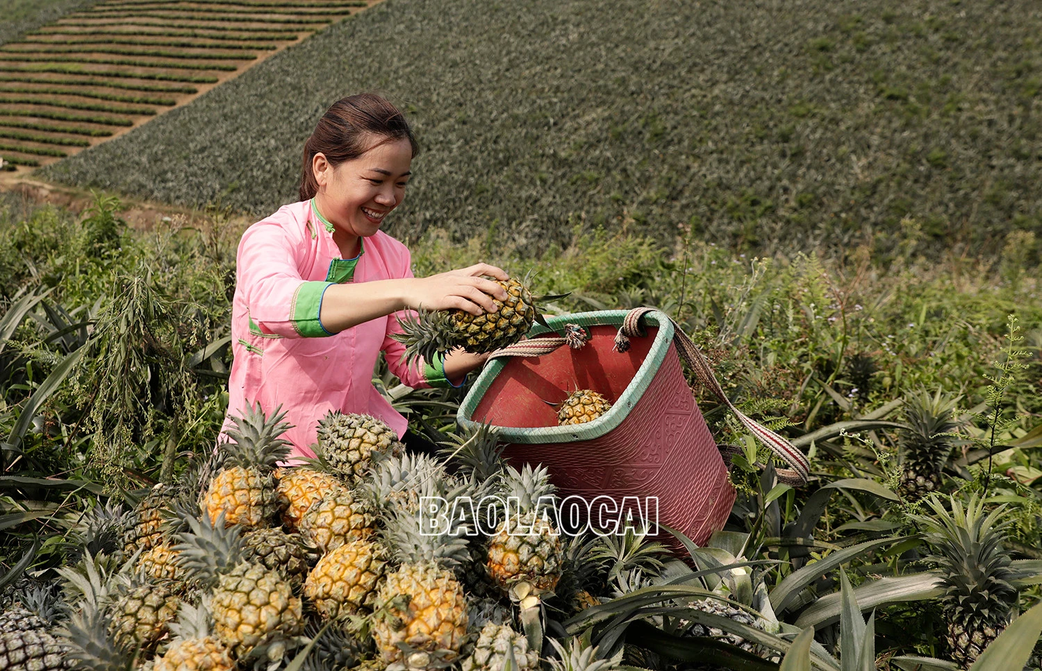 Vẻ đẹp dung dị của phụ nữ Lào Cai trong lao động ảnh 9