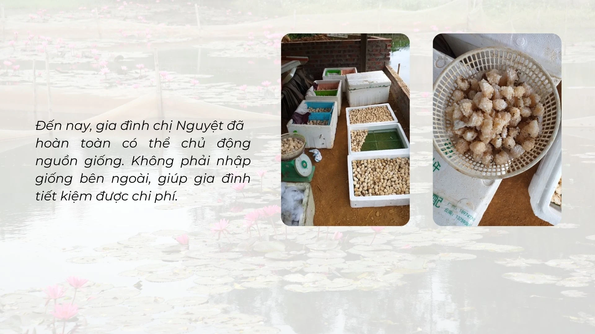 Nuôi ốc nhồi dưới tràn hoa súng ảnh 5 Nuôi ốc nhồi dưới tràn hoa súng ảnh 5