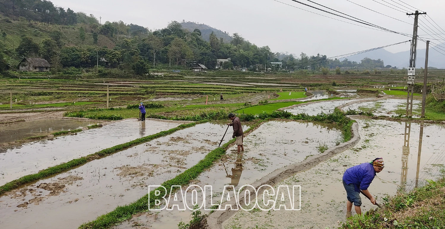 Không khí ra đồng làm đất chuẩn bị cho gieo cấy lúa xuân diễn ra nhộn nhịp trên các cánh đồng. Trên các cánh đồng của tỉnh, không khí xuống đồng hối hả, người chăm mạ, người be bờ, người lấy nước vào ruộng, chuẩn bị máy bừa ruộng. Những ngày này, trên các cánh đồng ở Bát Xát nhộn nhịp tiếng máy làm đất, tiếng các bà, các chị cấy lúa cười nói rộn rã, đông vui. Nông dân xã Tả Phời (thành phố Lào Cai) chăm sóc mạ chuẩn bị cấy lúa xuân. Năm nay thời tiết thuận lợi, cây mạ và lúa mới cấy phát triển tốt. Nông dân bón phân cho lúa sau cấy.