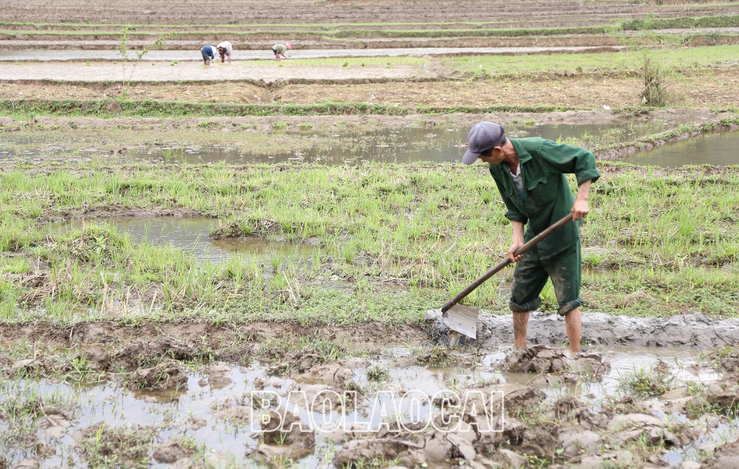 Không khí ra đồng làm đất chuẩn bị cho gieo cấy lúa xuân diễn ra nhộn nhịp trên các cánh đồng. Trên các cánh đồng của tỉnh, không khí xuống đồng hối hả, người chăm mạ, người be bờ, người lấy nước vào ruộng, chuẩn bị máy bừa ruộng. Những ngày này, trên các cánh đồng ở Bát Xát nhộn nhịp tiếng máy làm đất, tiếng các bà, các chị cấy lúa cười nói rộn rã, đông vui. Nông dân xã Tả Phời (thành phố Lào Cai) chăm sóc mạ chuẩn bị cấy lúa xuân. Năm nay thời tiết thuận lợi, cây mạ và lúa mới cấy phát triển tốt. Nông dân bón phân cho lúa sau cấy.